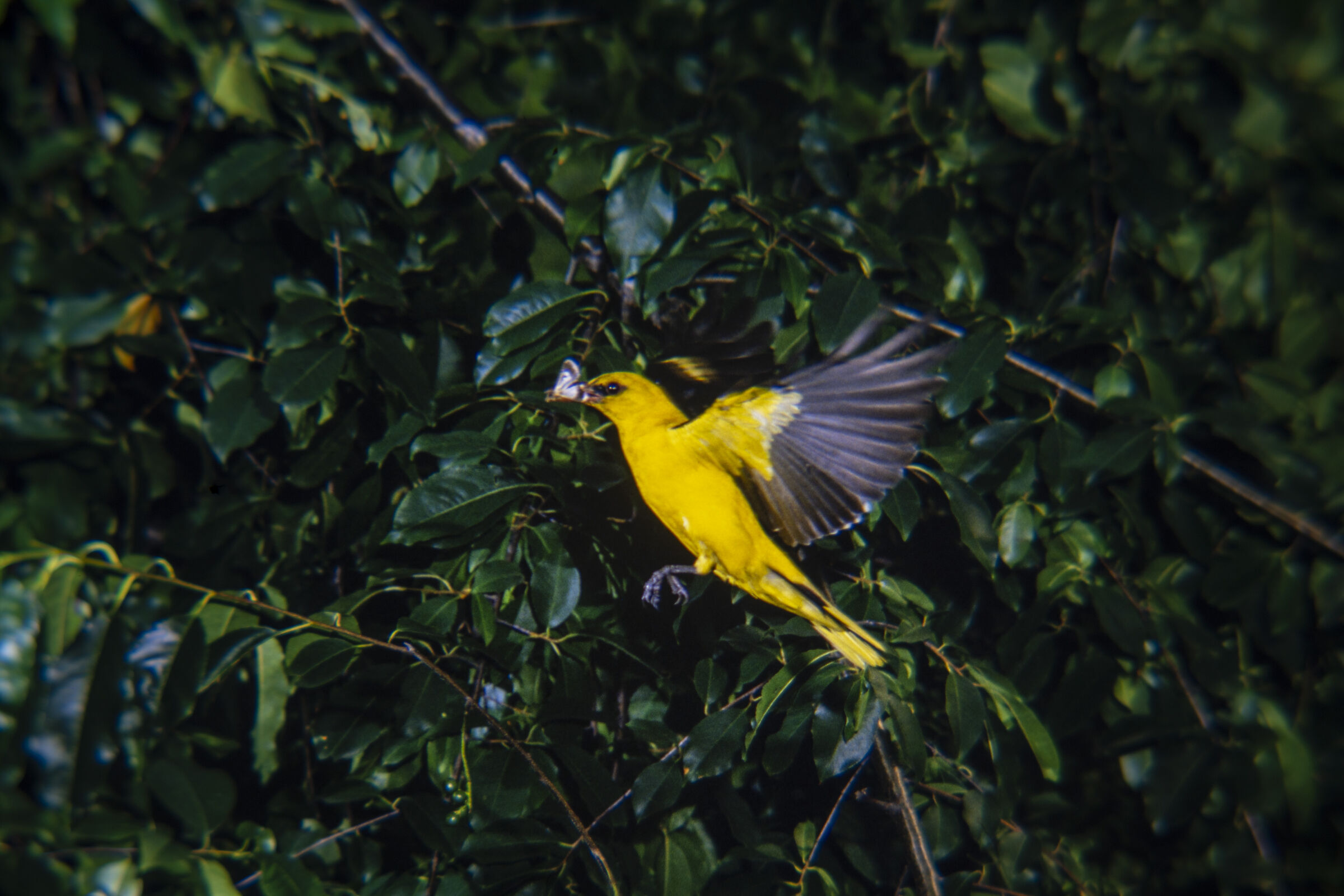 Oriole in flight