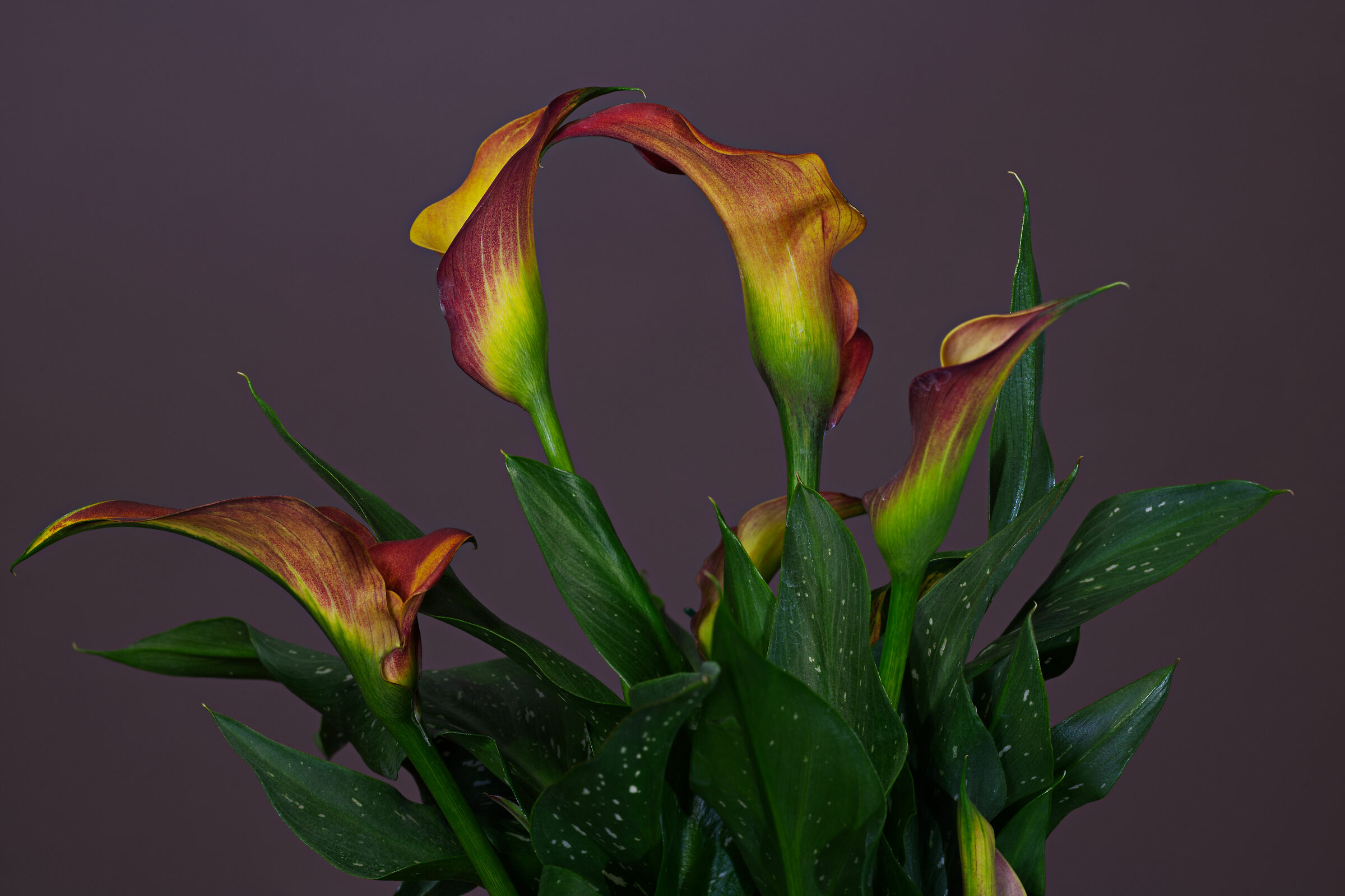 Calla Macchiata...