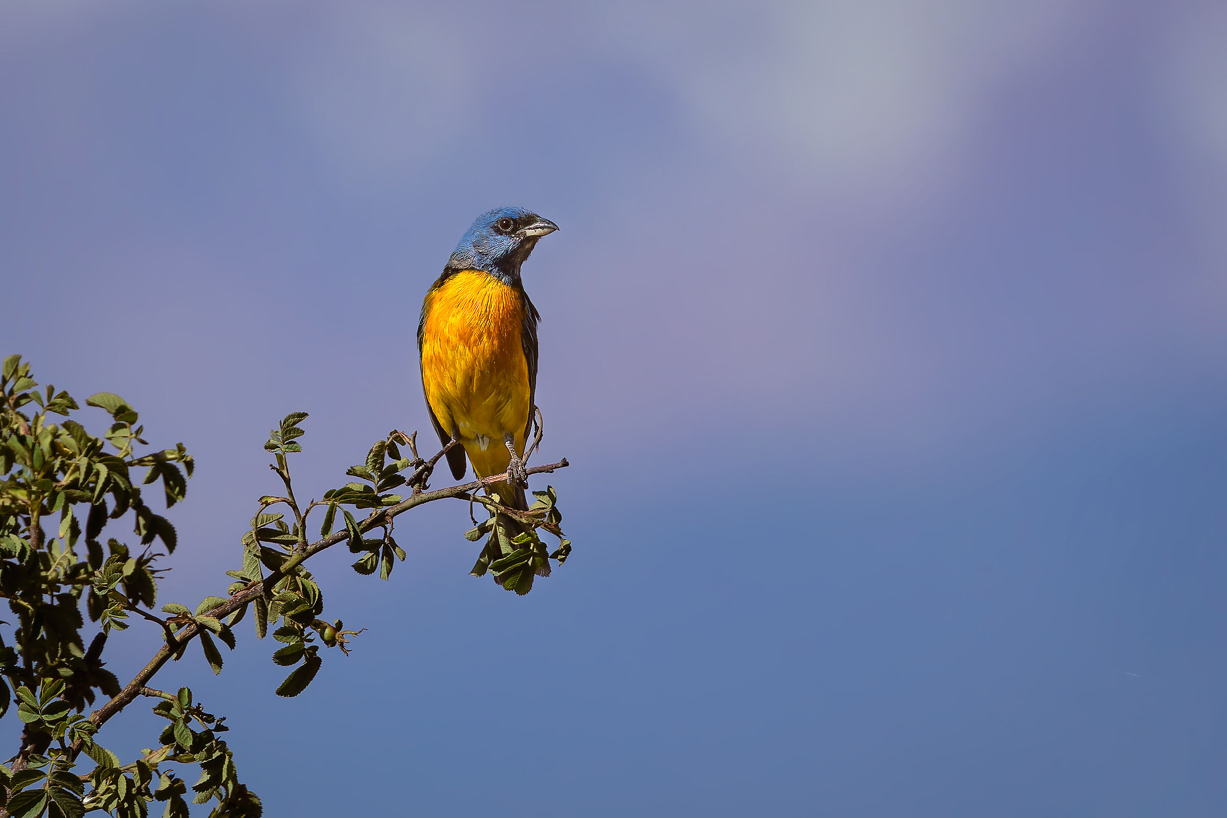 Naranjero (Pipraeidea bonariensis)
