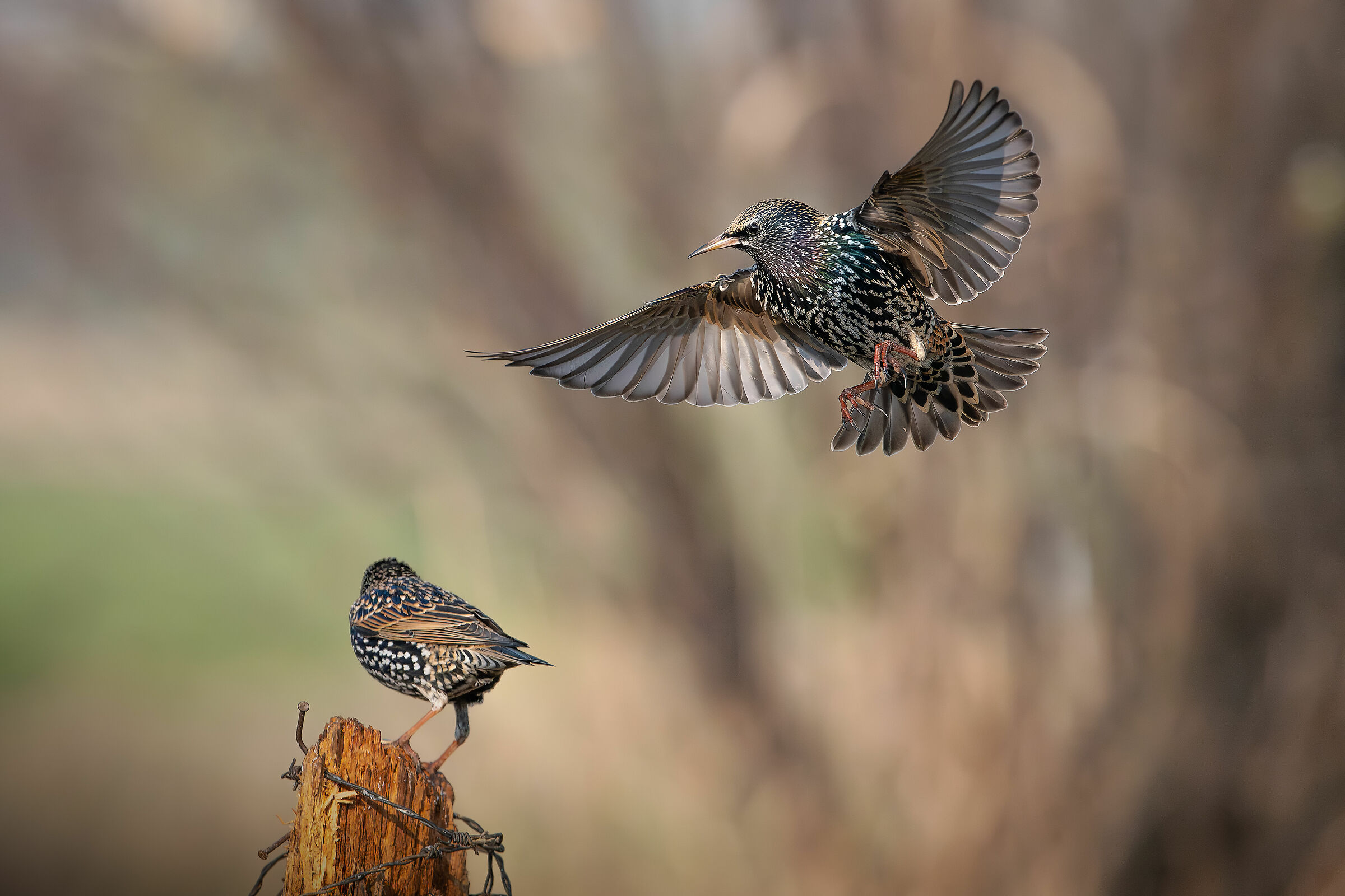 Starling
