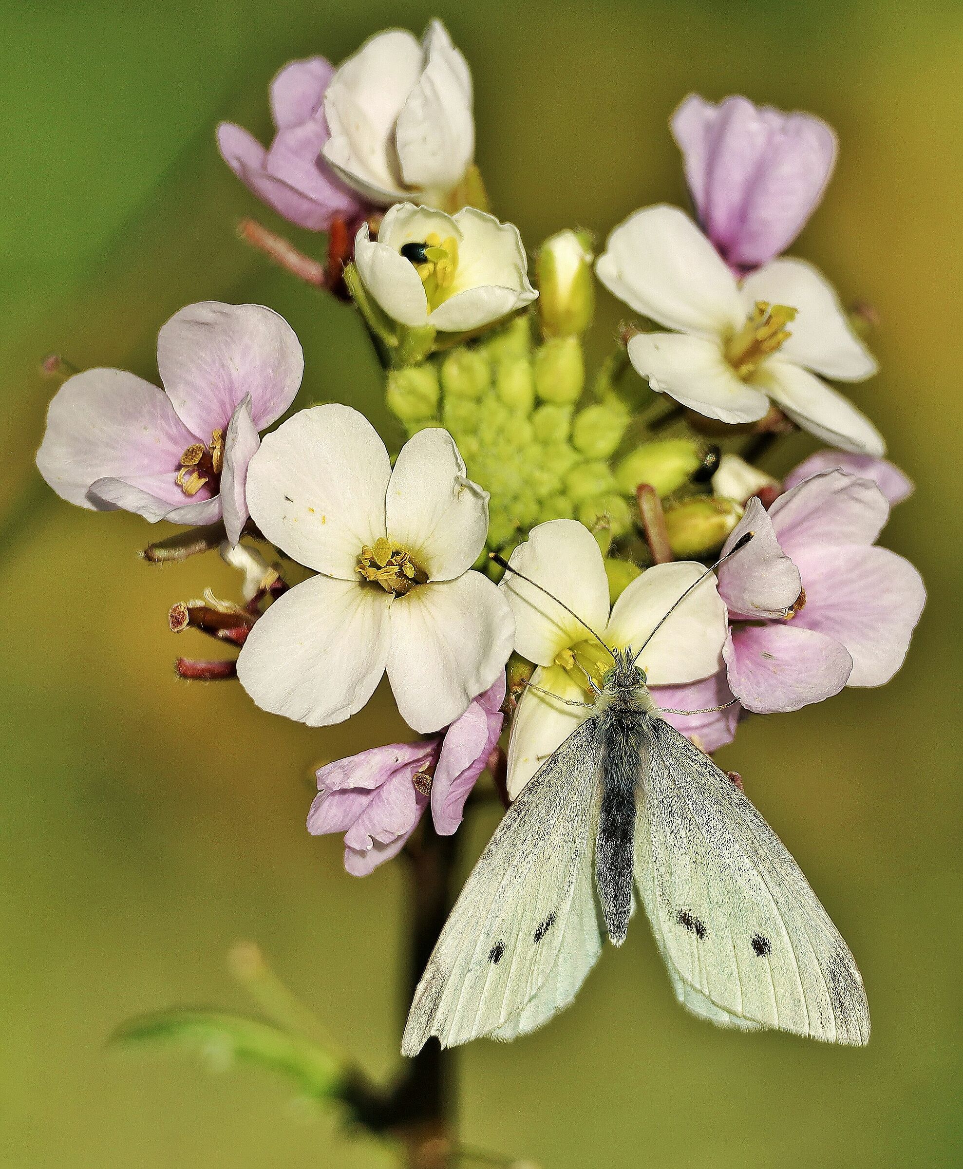 Pieris rapae