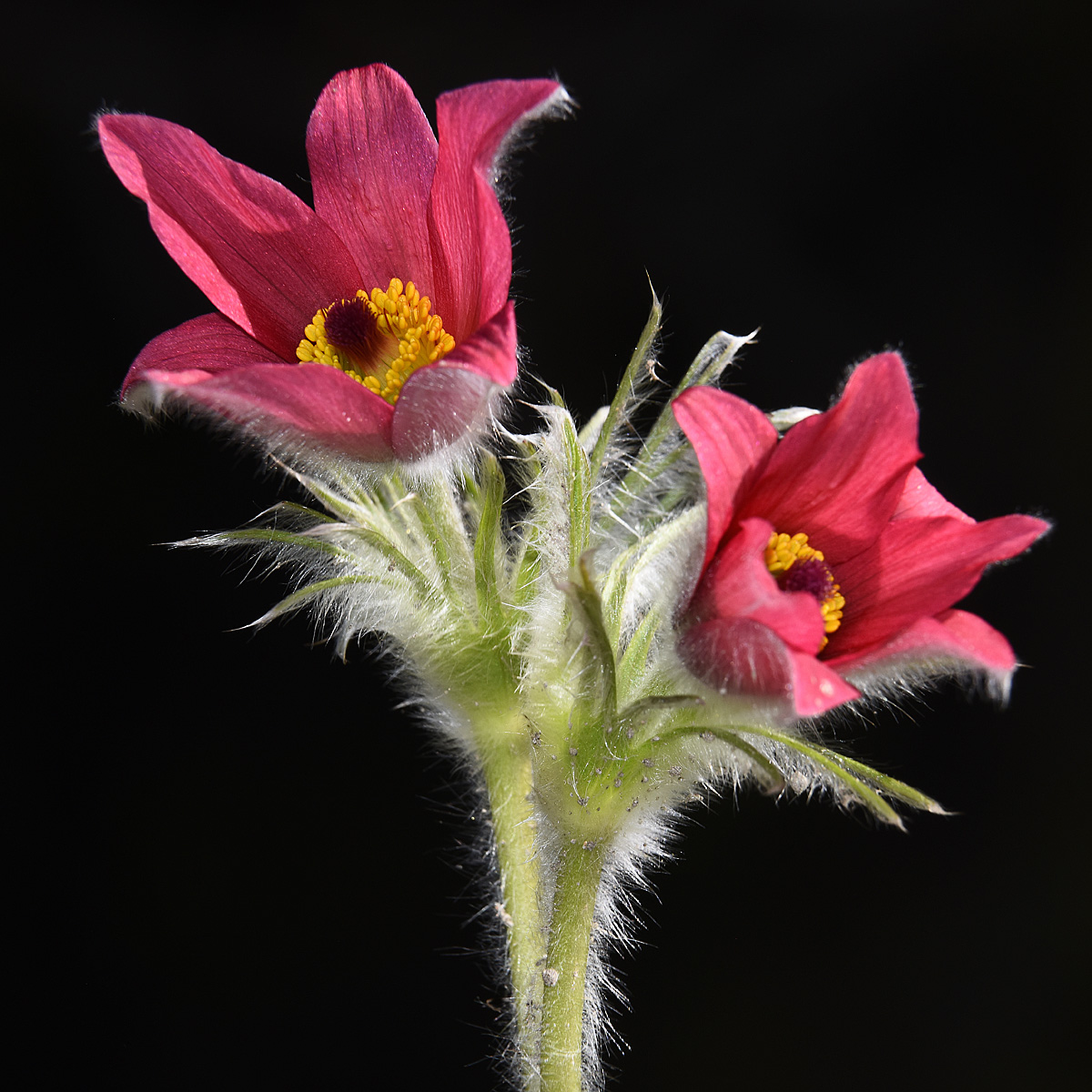 anemone puls vulgaris