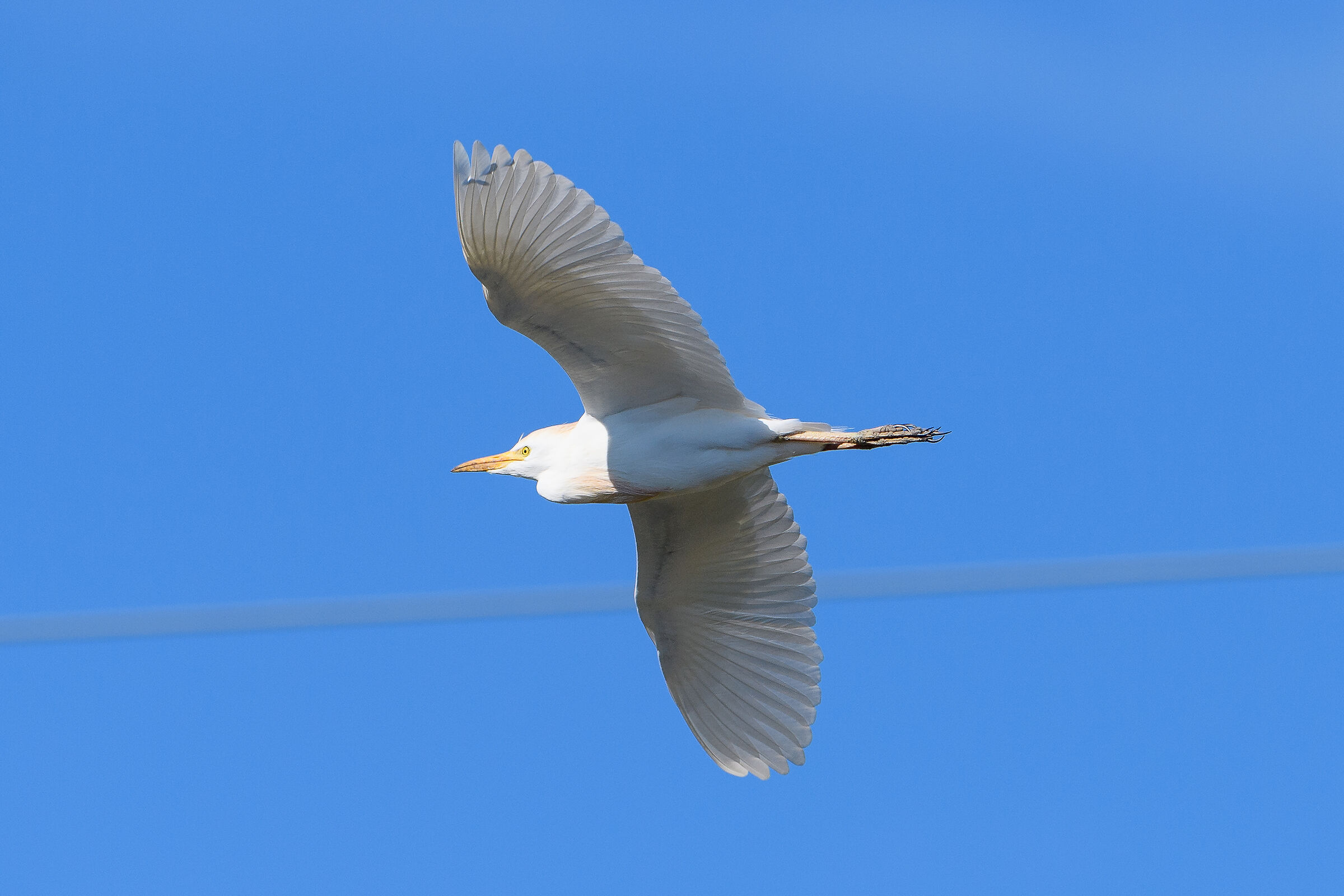 Cattle Heron