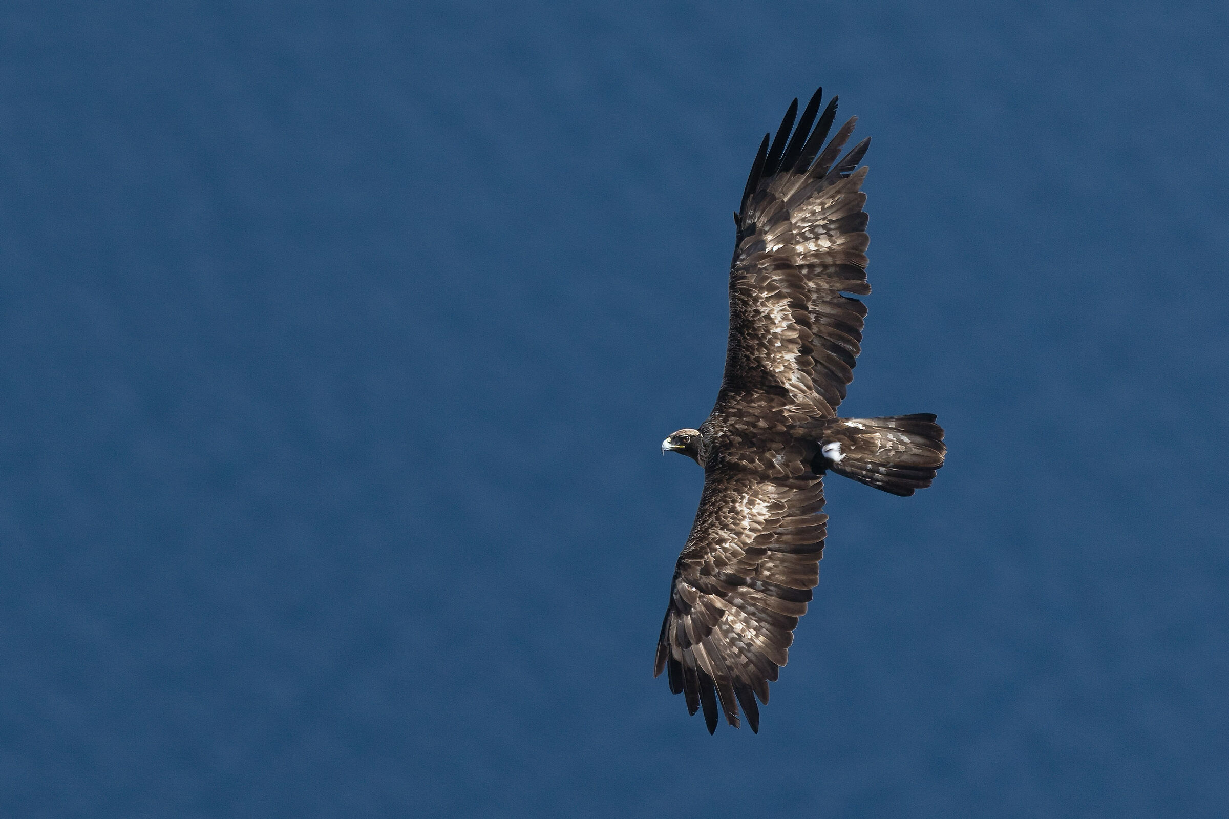 Aquila Reale