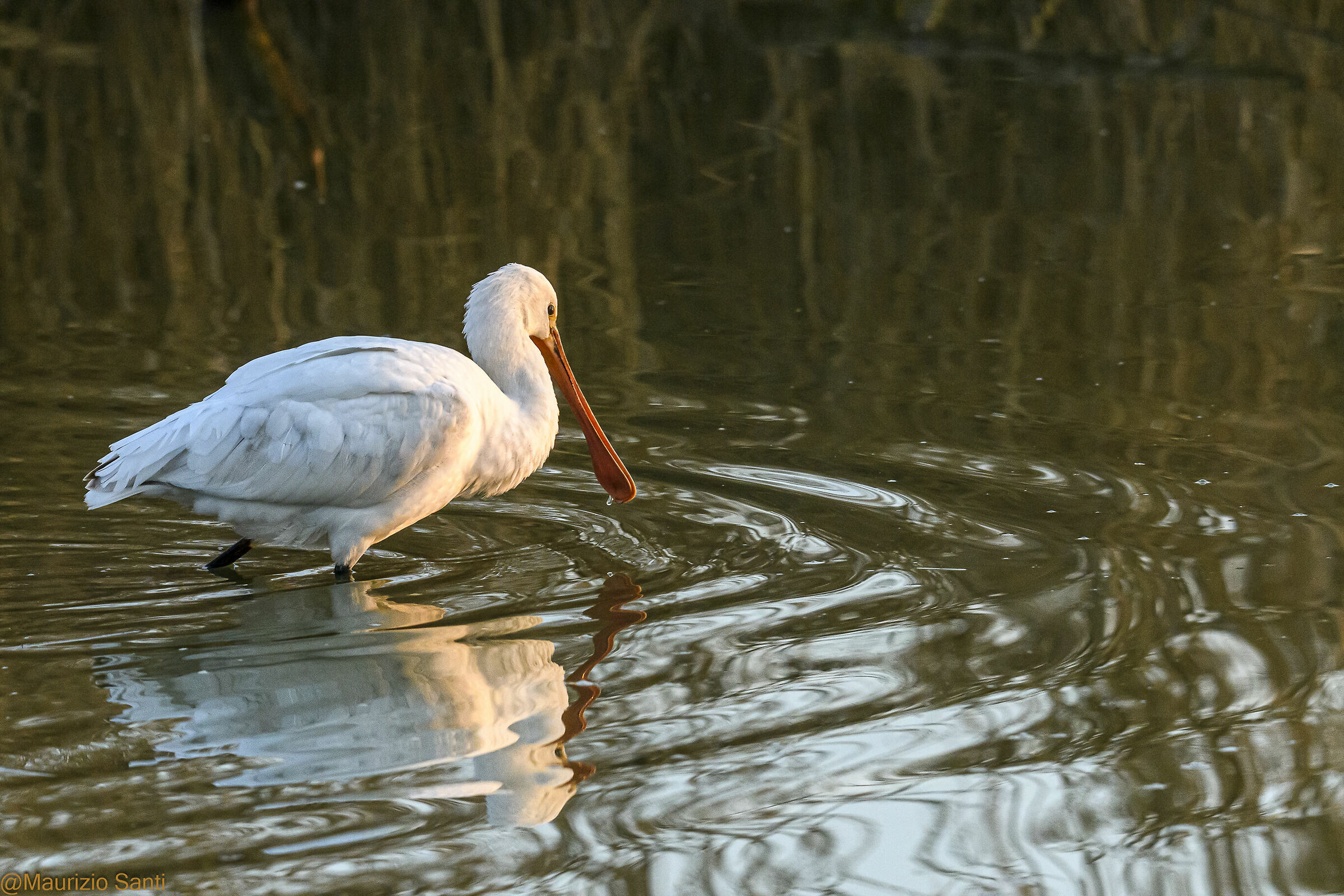 spatola cerca cibo 1
