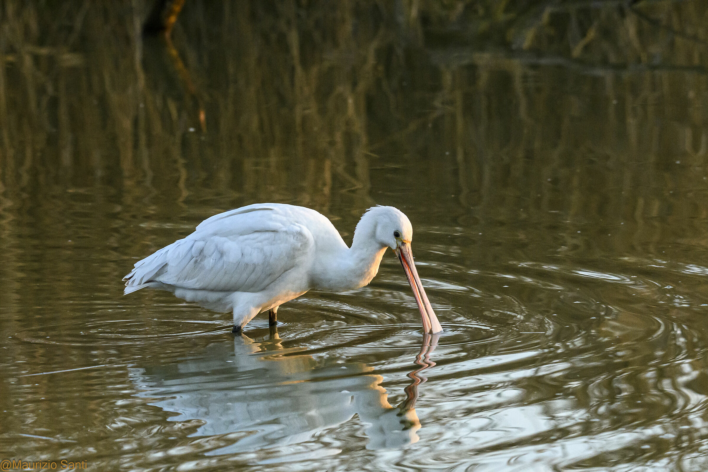 spatola cerca cibo 2