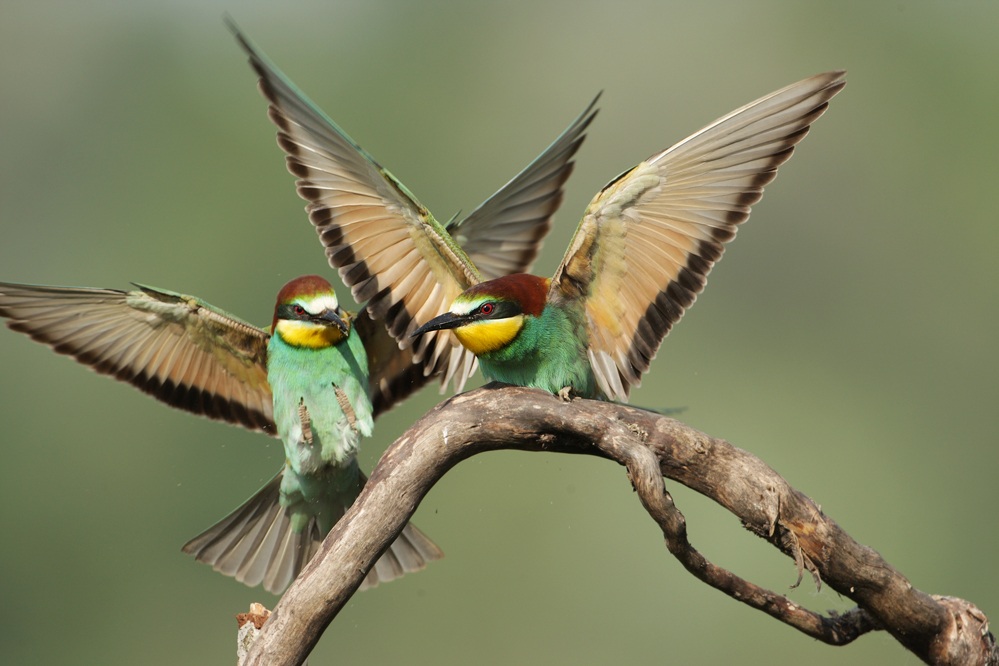 Bee-eaters