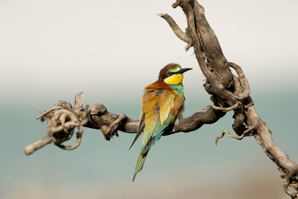 Bee-eaters