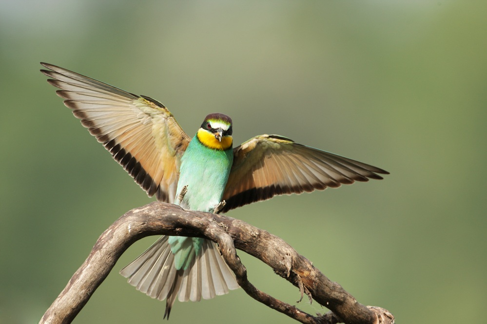 Bee-eaters