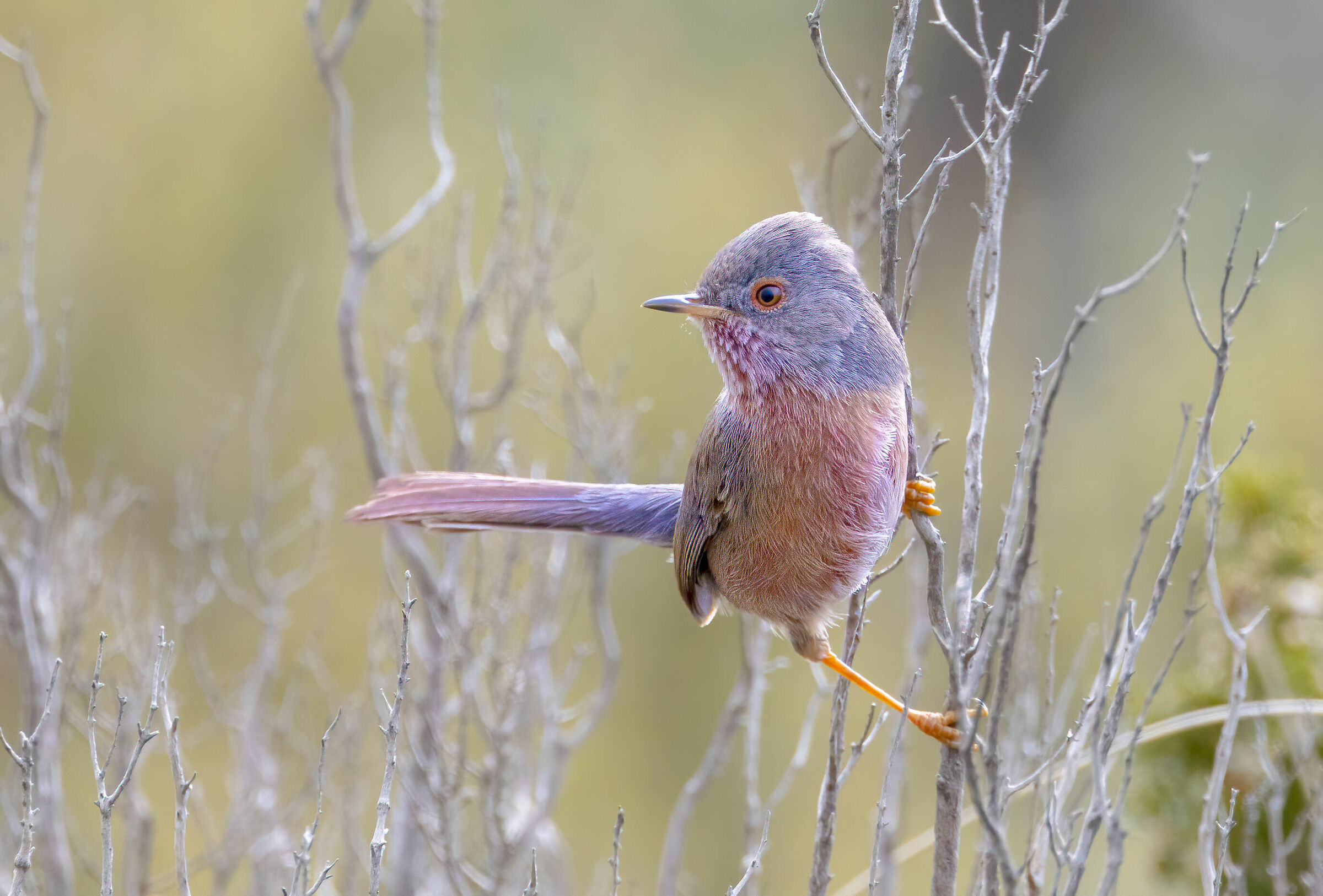i colori della magnanina 13-3-24