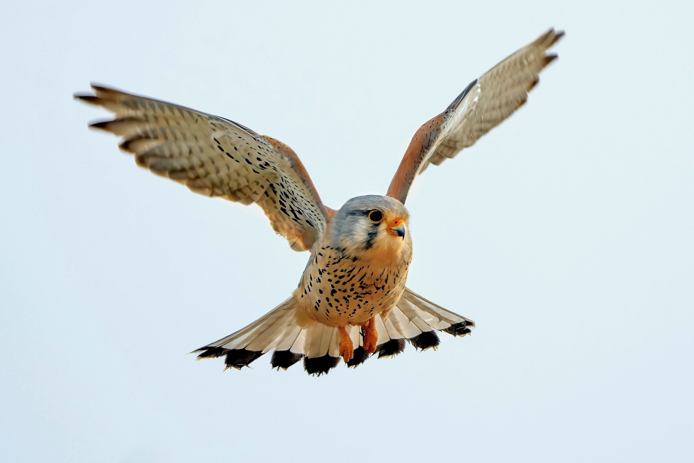 Kestrel (Falco tinnunculus)