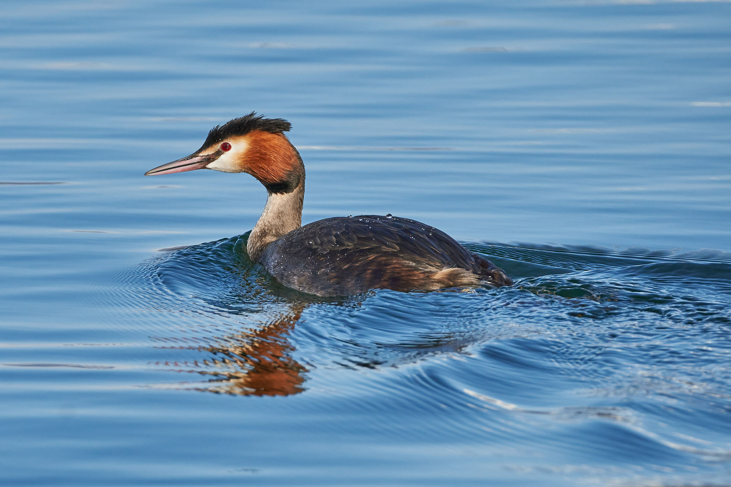 Grebe