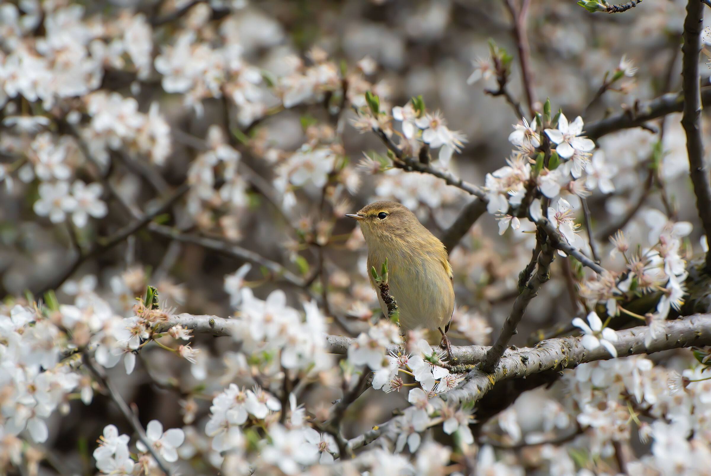 Little Warbler | Phylloscopus collybita