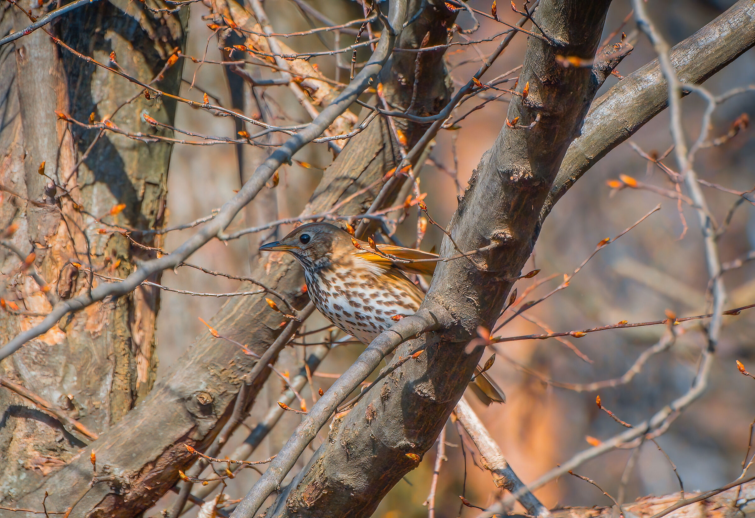 Thrush.  Turdus Linnaeus
