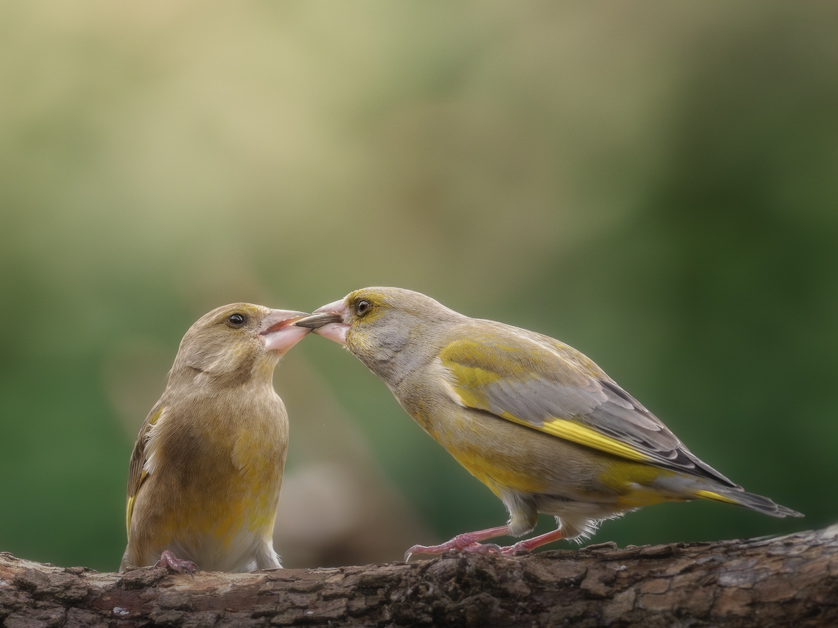 The Seal of the Covenant