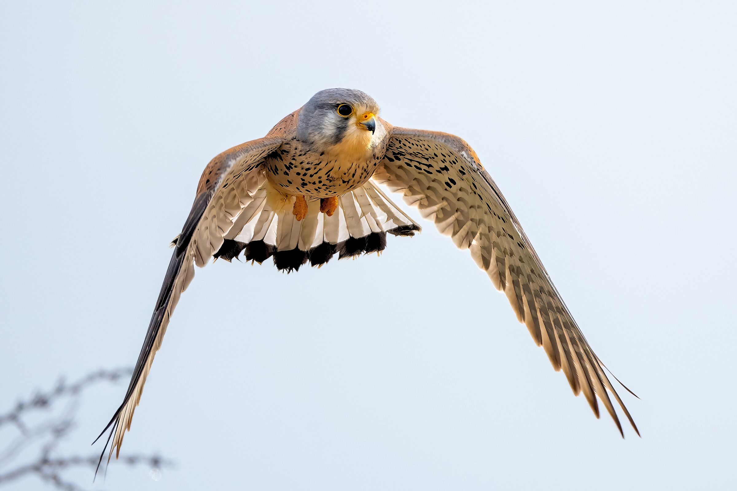 Kestrel (Falco tinnunculus)