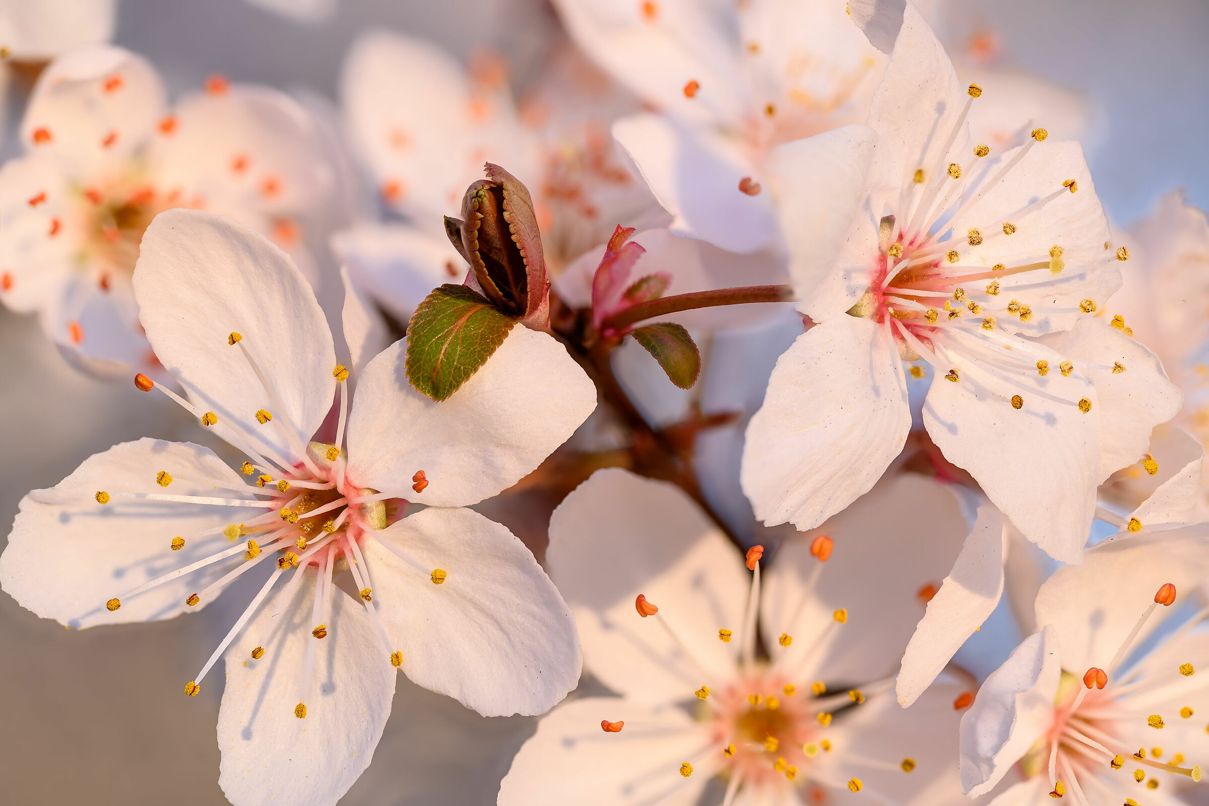 Fiori di Ciliegio col sole della sera