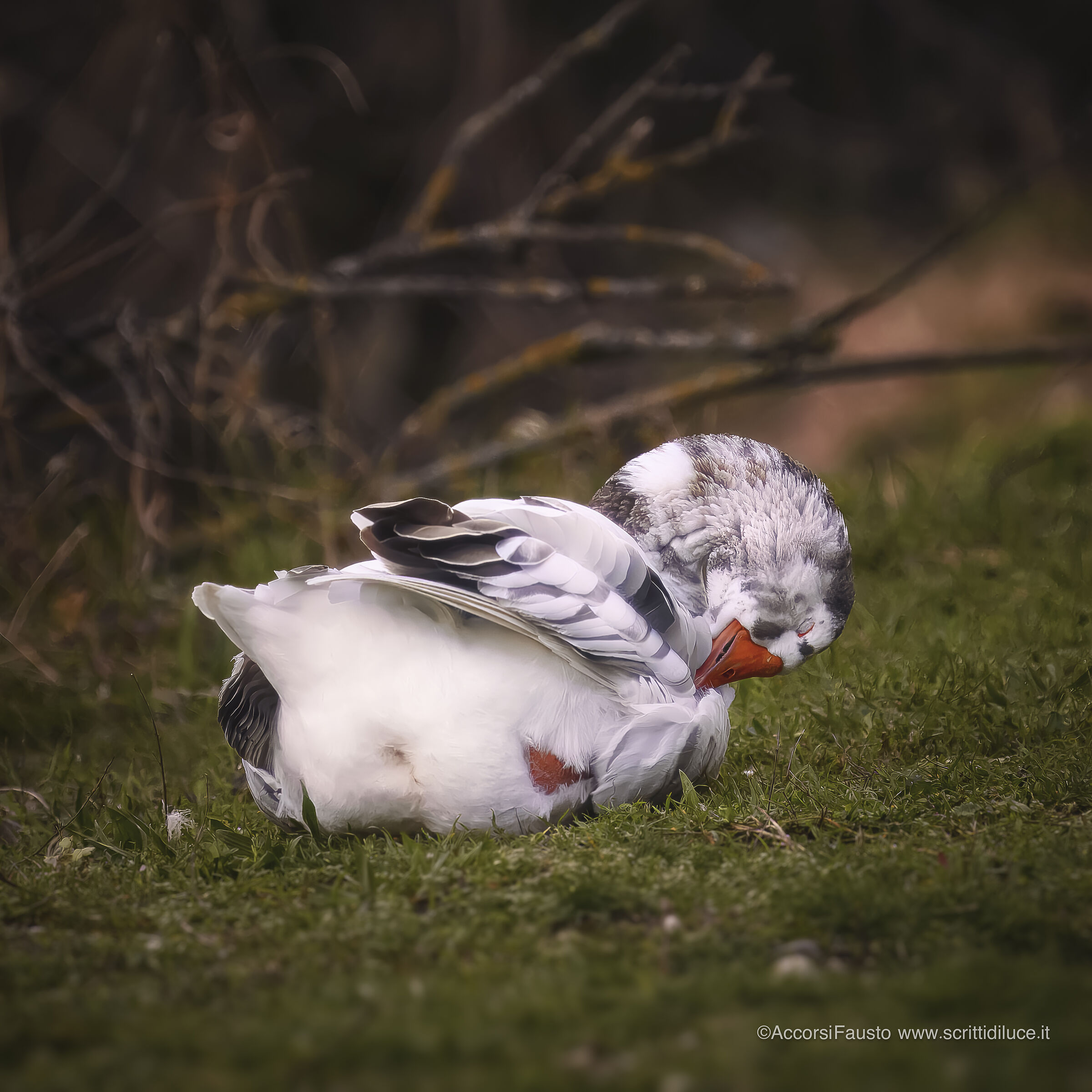 Oca selavatica