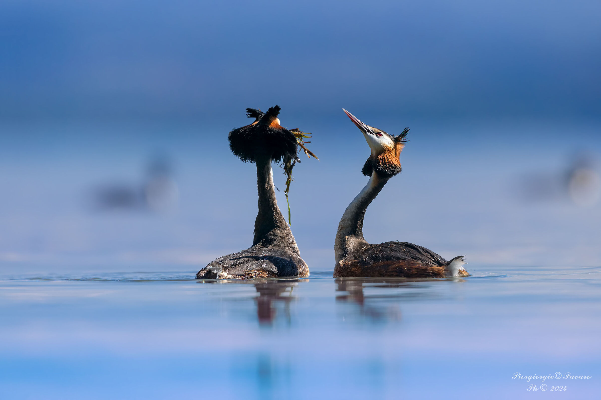 Grebes