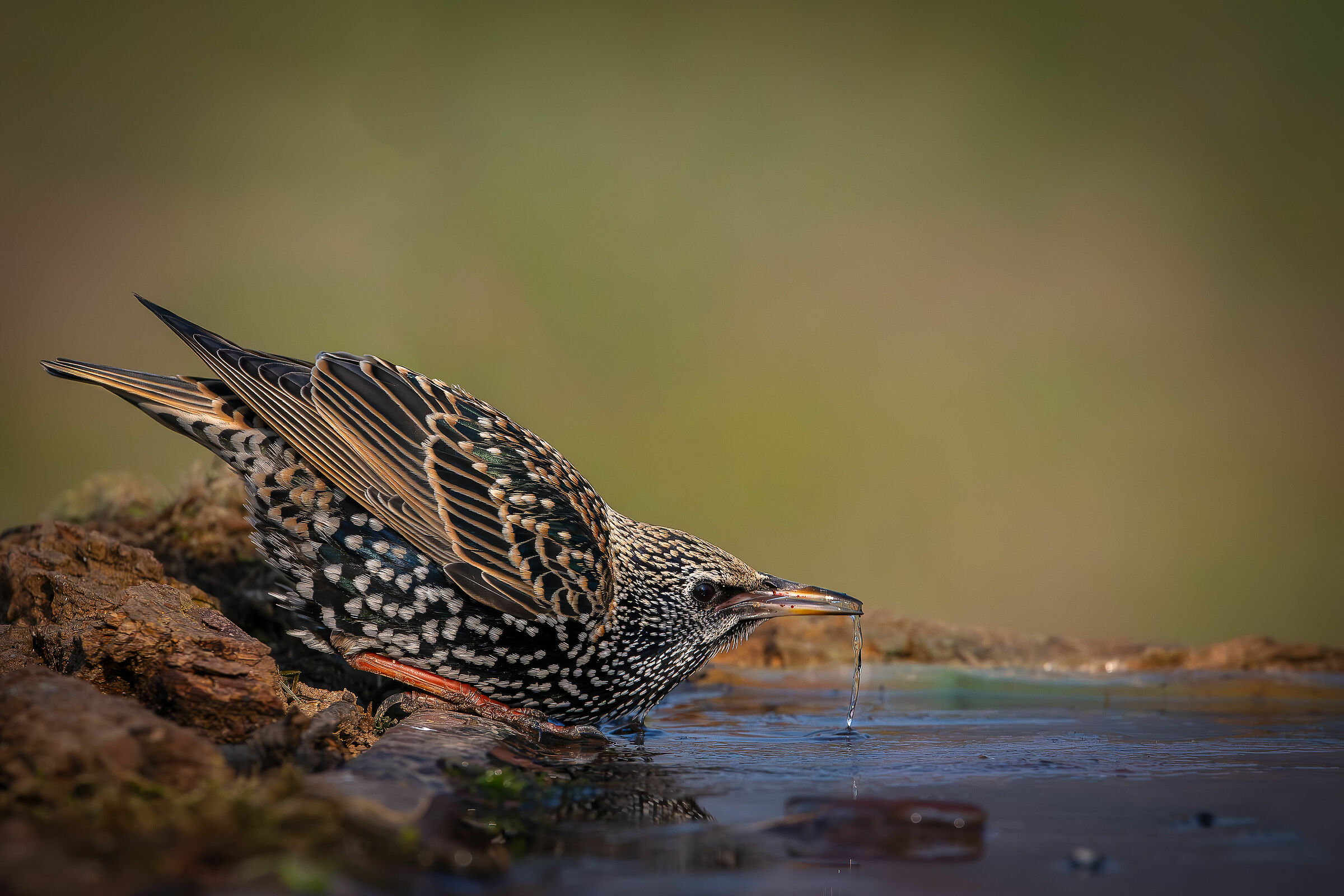 Thirsty starling #capannocora