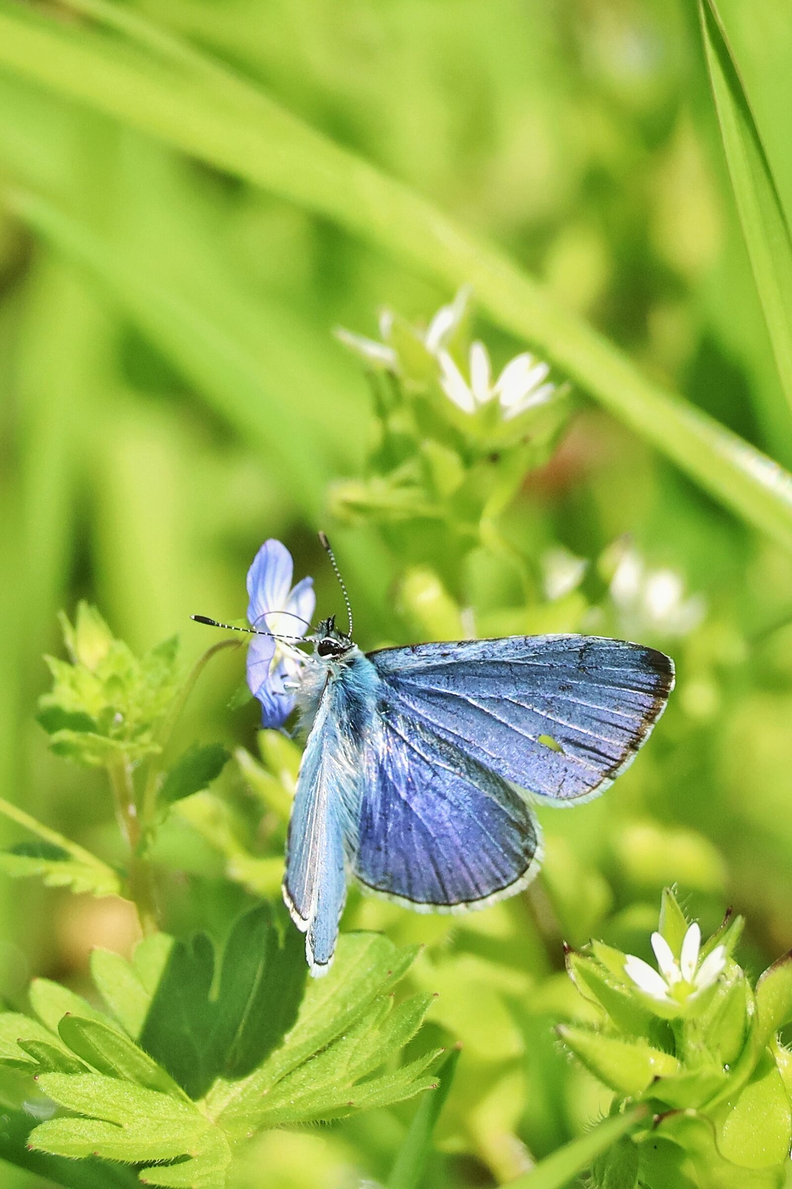 Polyommatus icarus