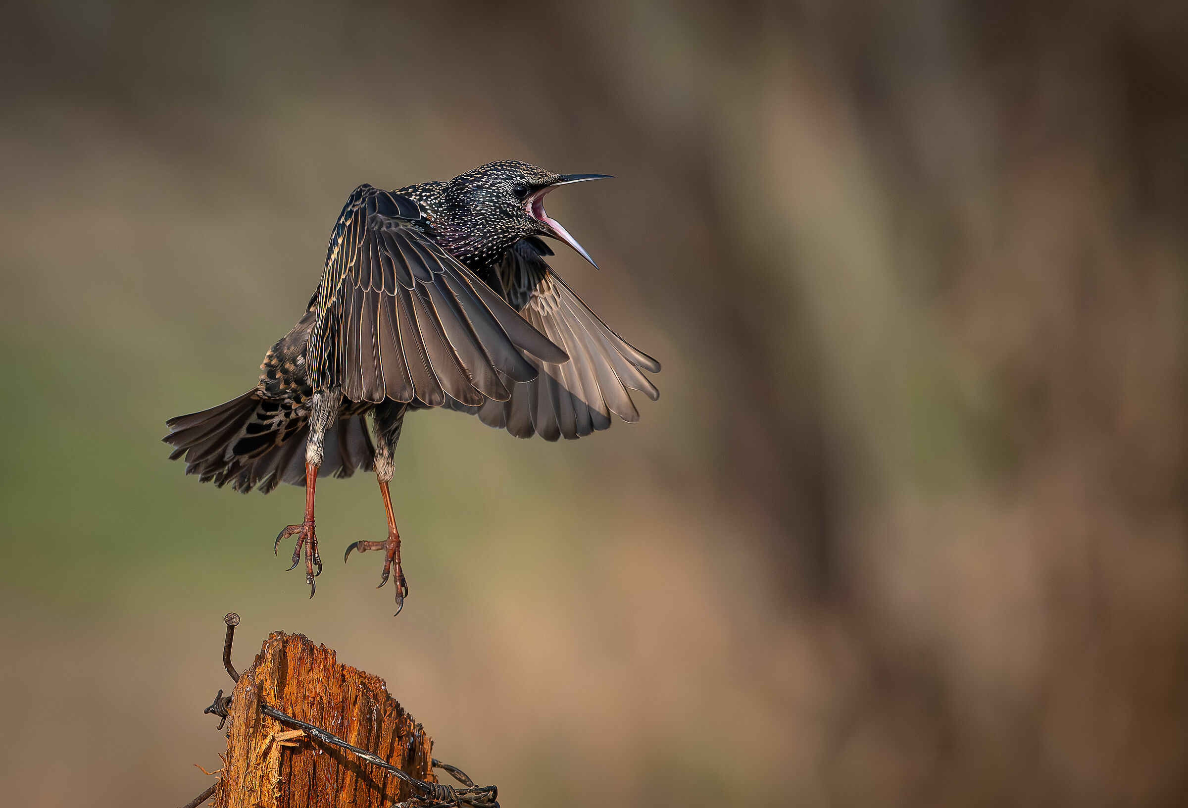 Angry starling #capannocora