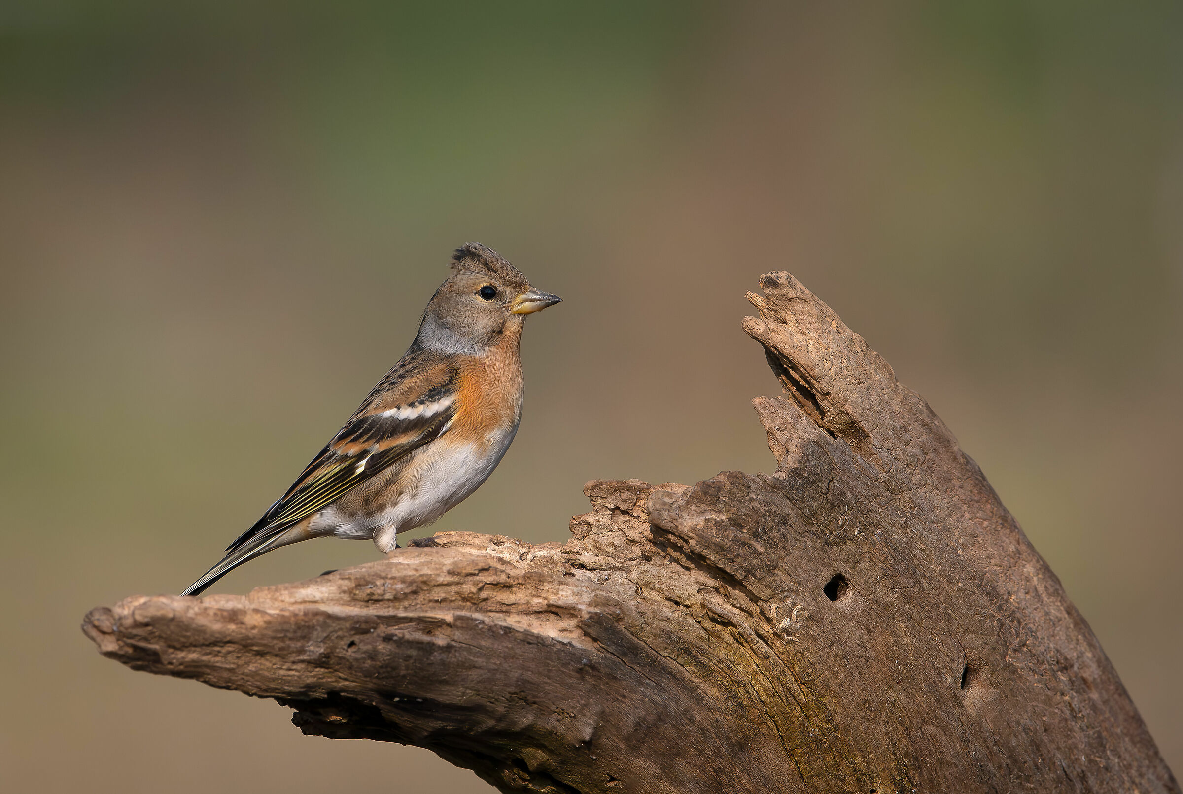 Peppola #capannocora