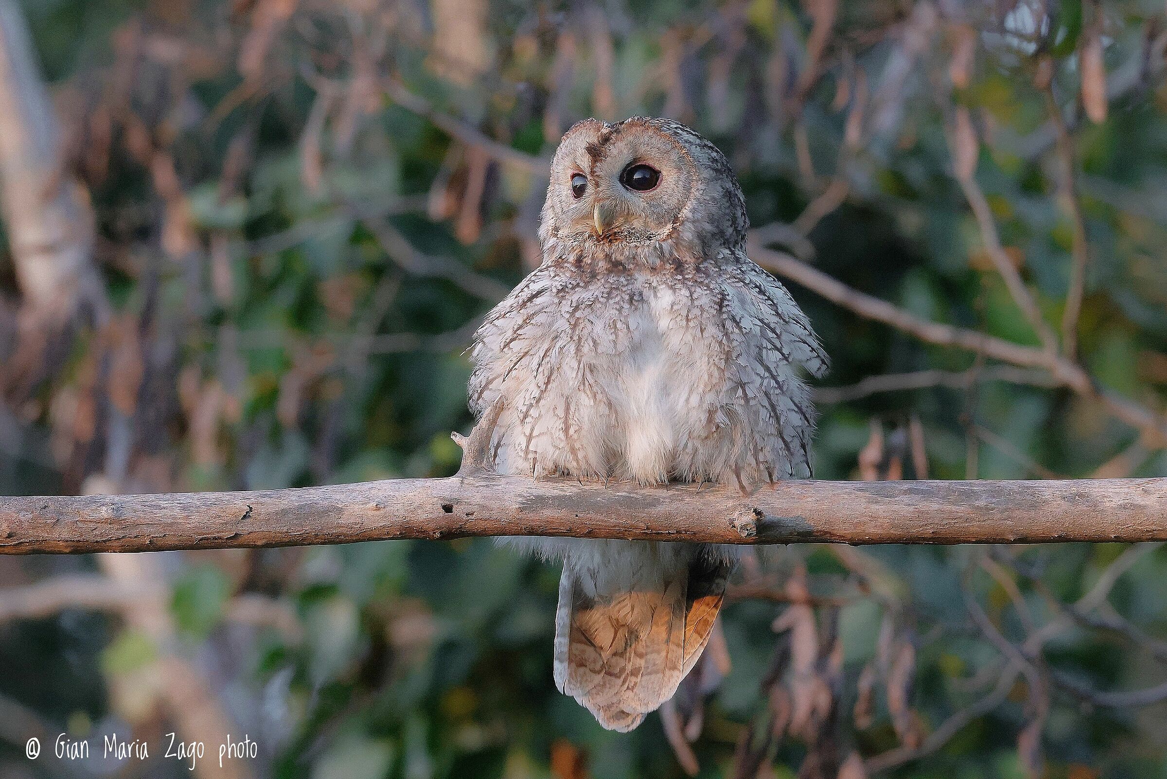 Tawny owl in the soft light of sunset