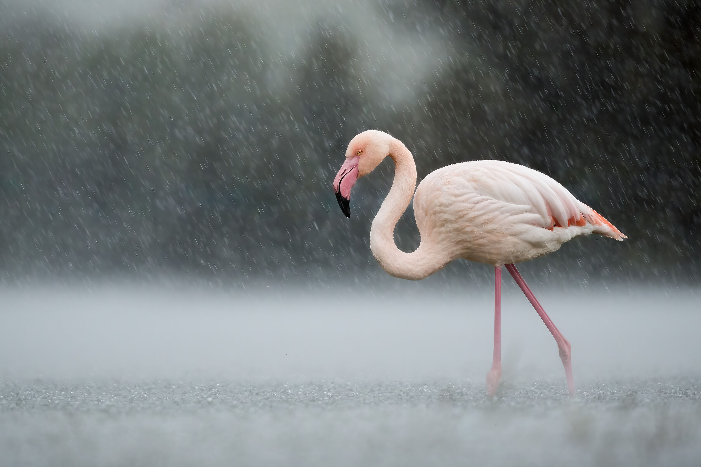 Fenicottero sotto il diluvio