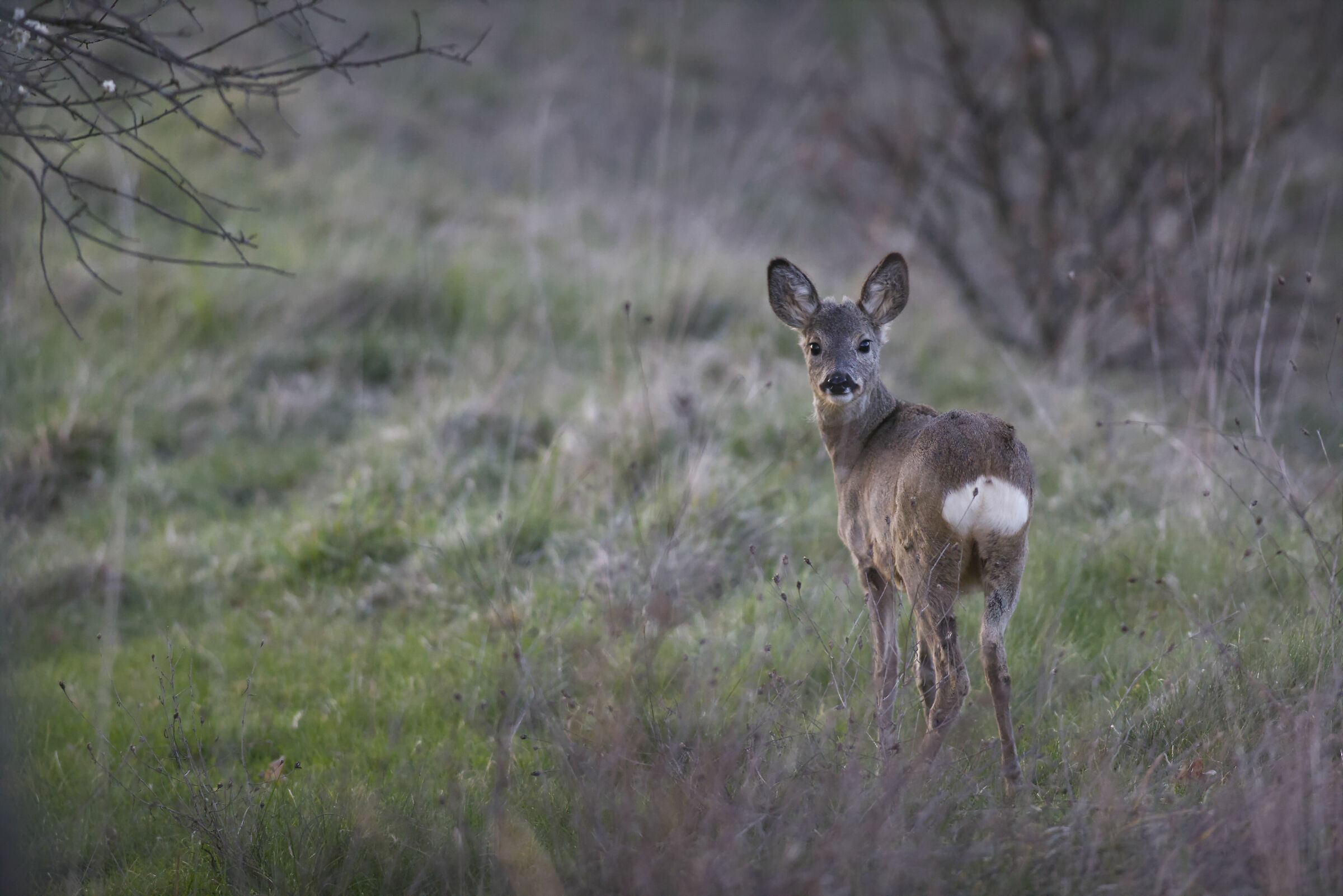 Che orecchie grandi......