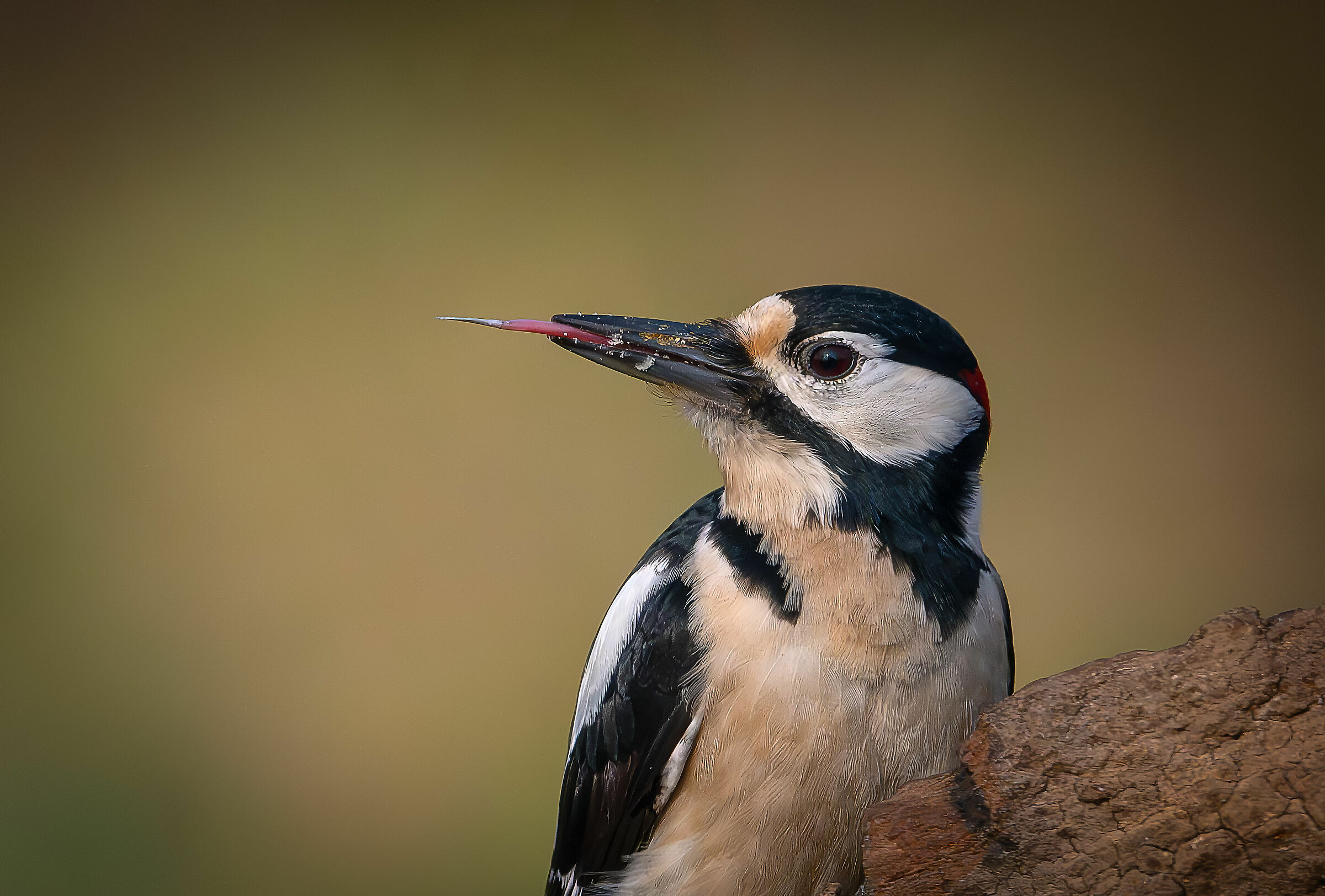 Spotted woodpecker #capannocora