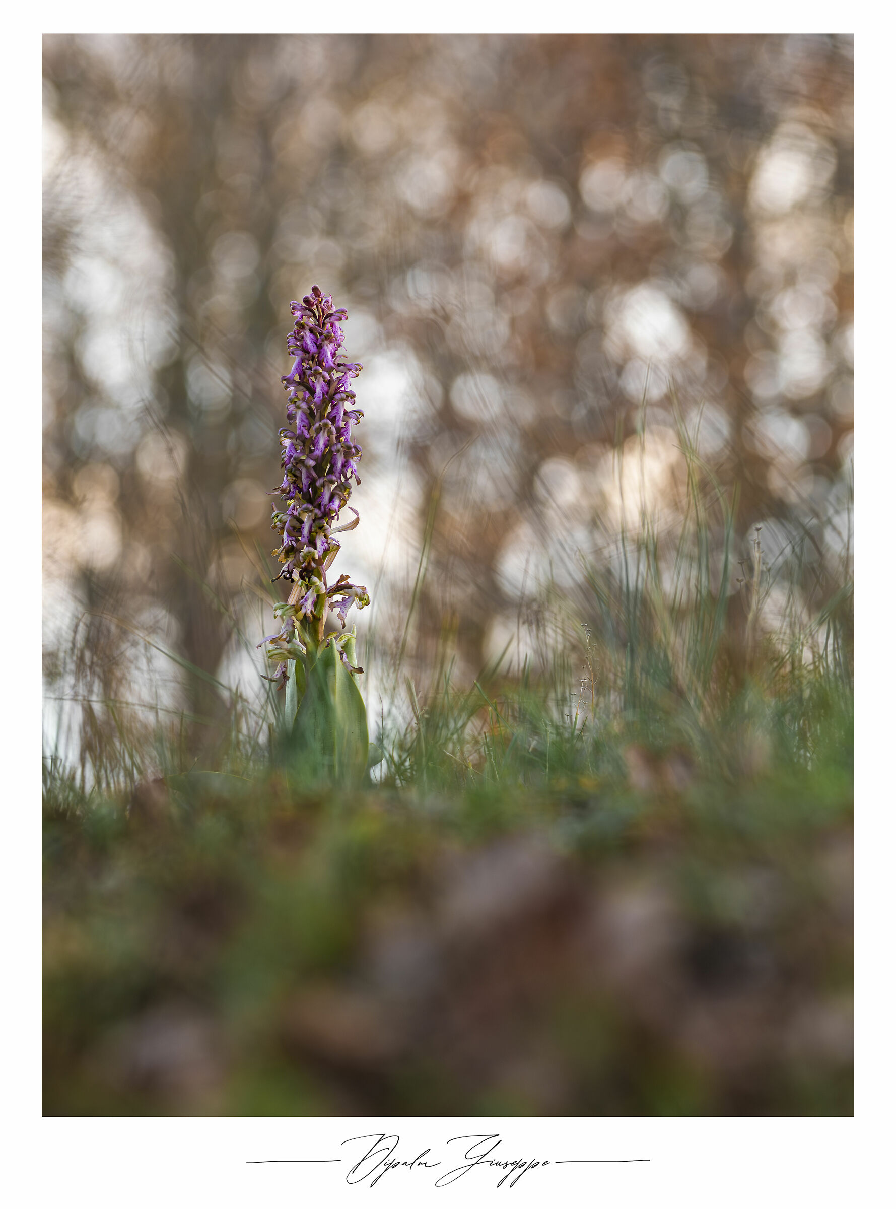 Himantoglossum robertianum 4
