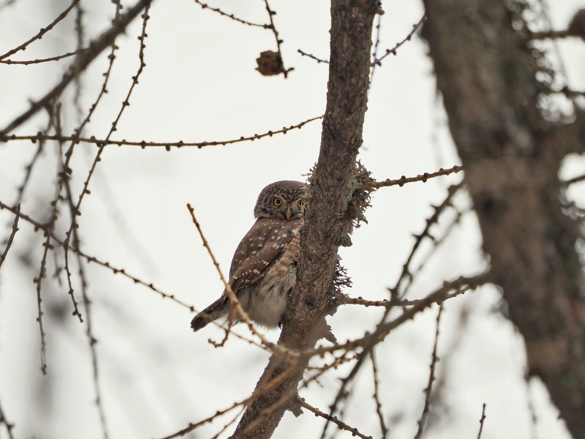 Dwarf owl