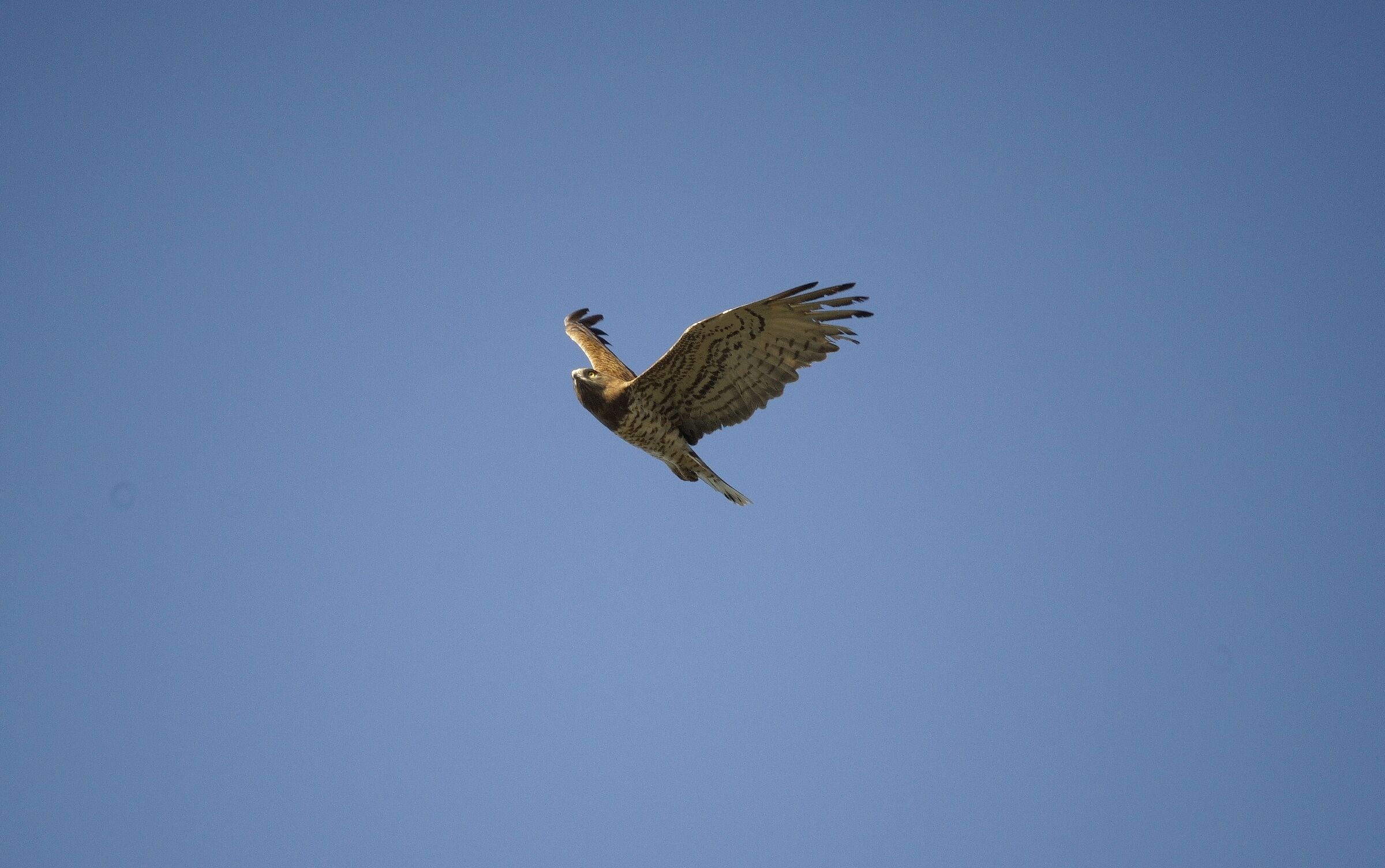 Short-toed eagle in migration