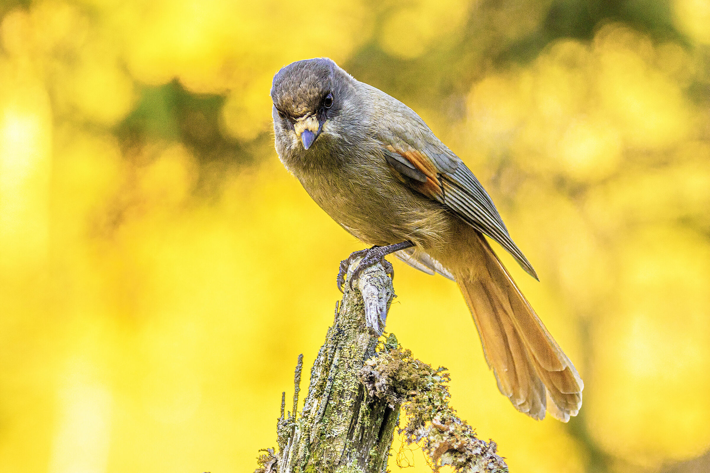 Siberian jay (Perisoreus infaustus), Lappi