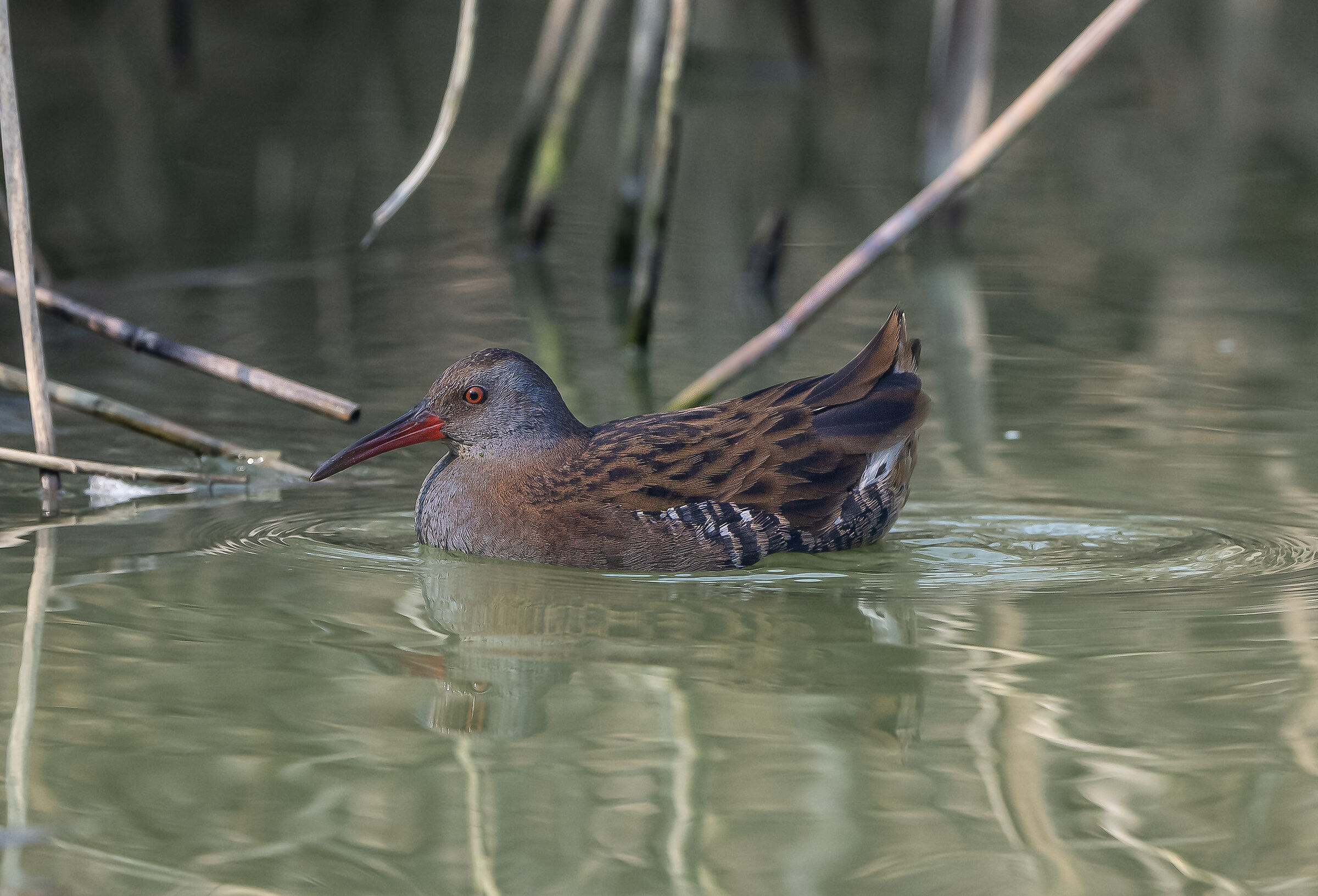 Pigrail of lonely habits