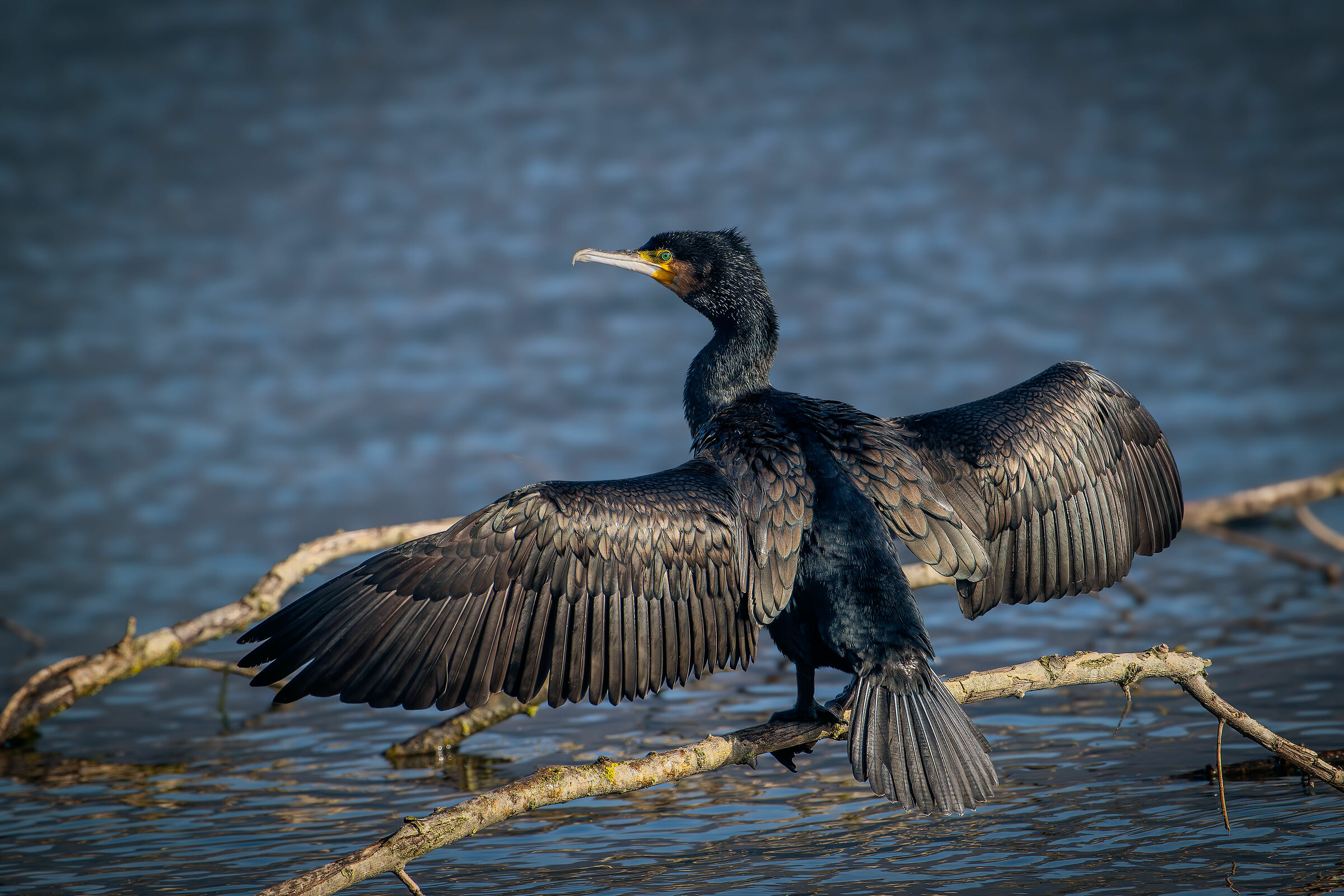 Cormorant