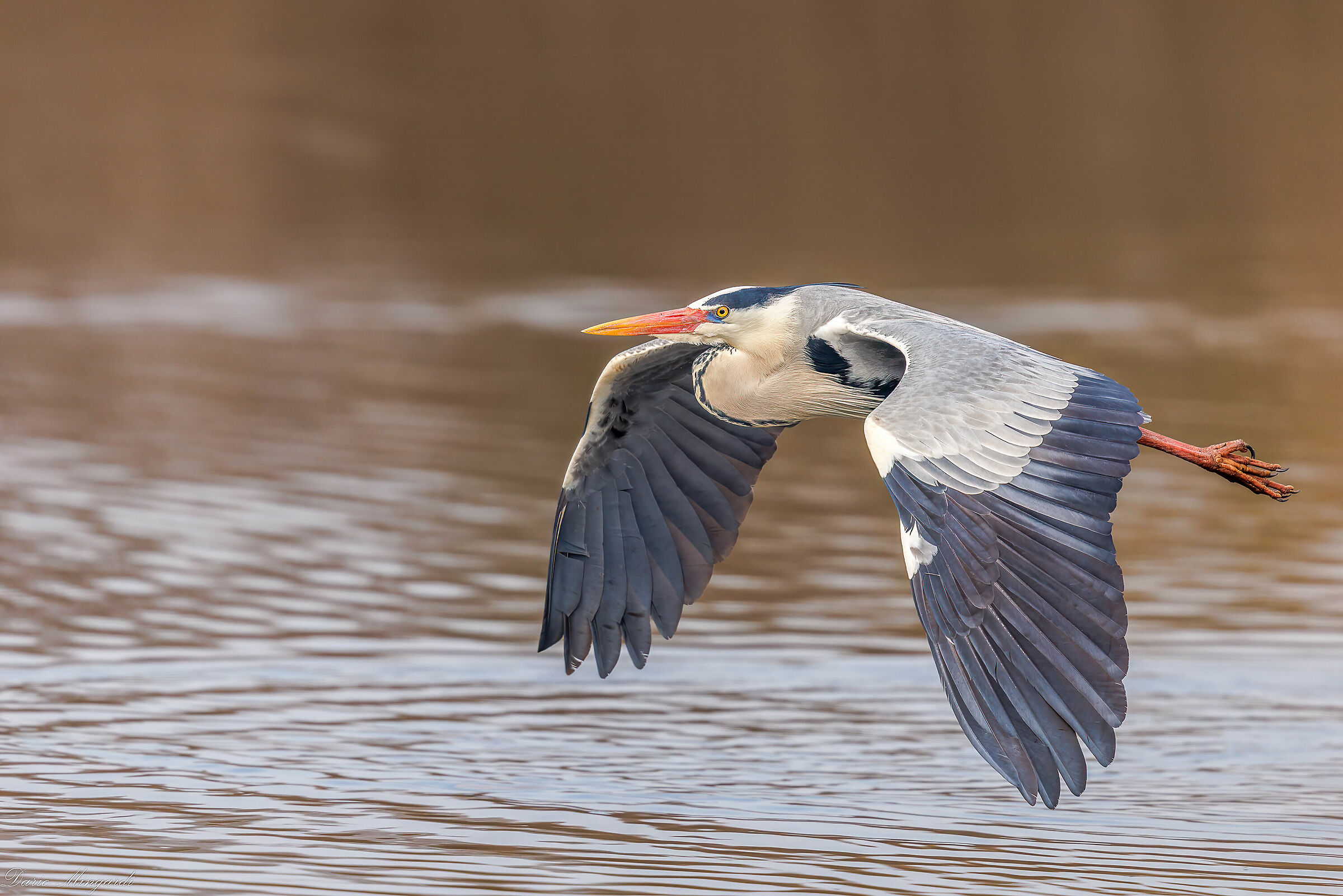 Airone cenerino Ardea cinerea