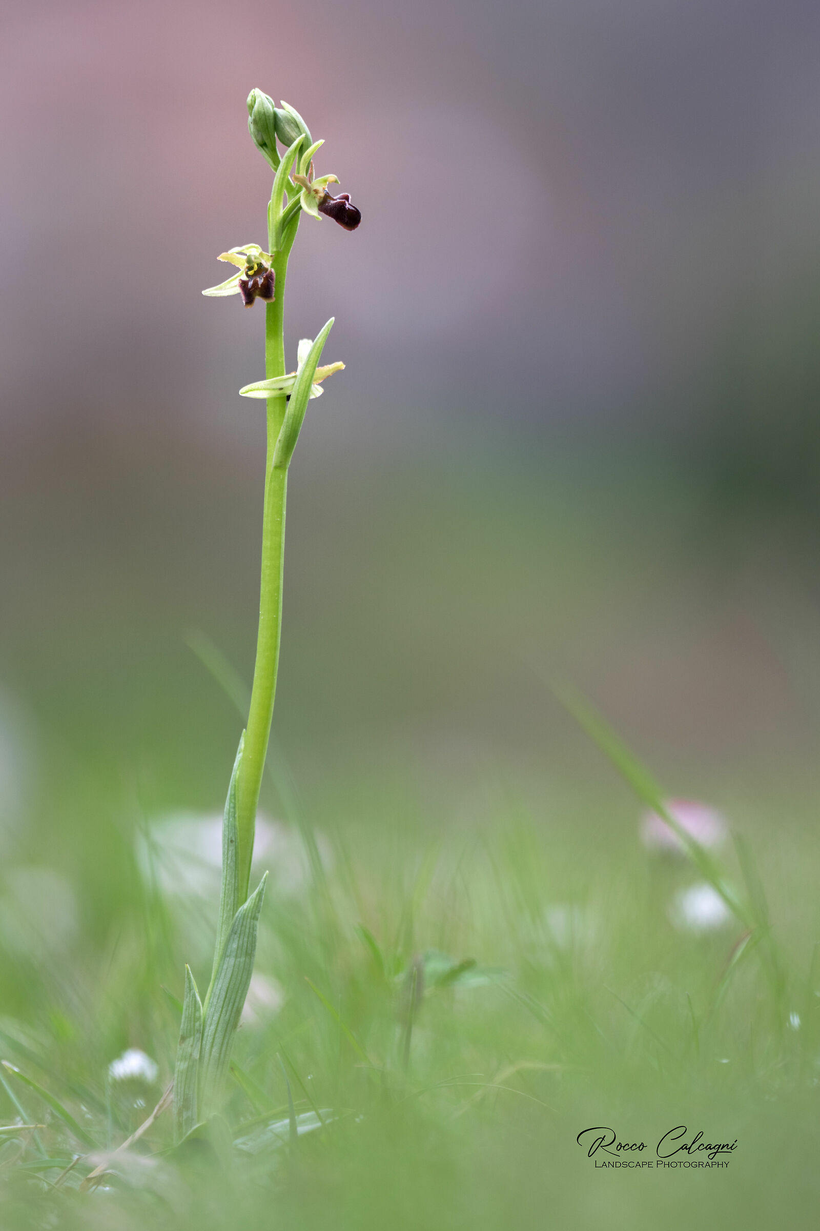 Classic Ophrys