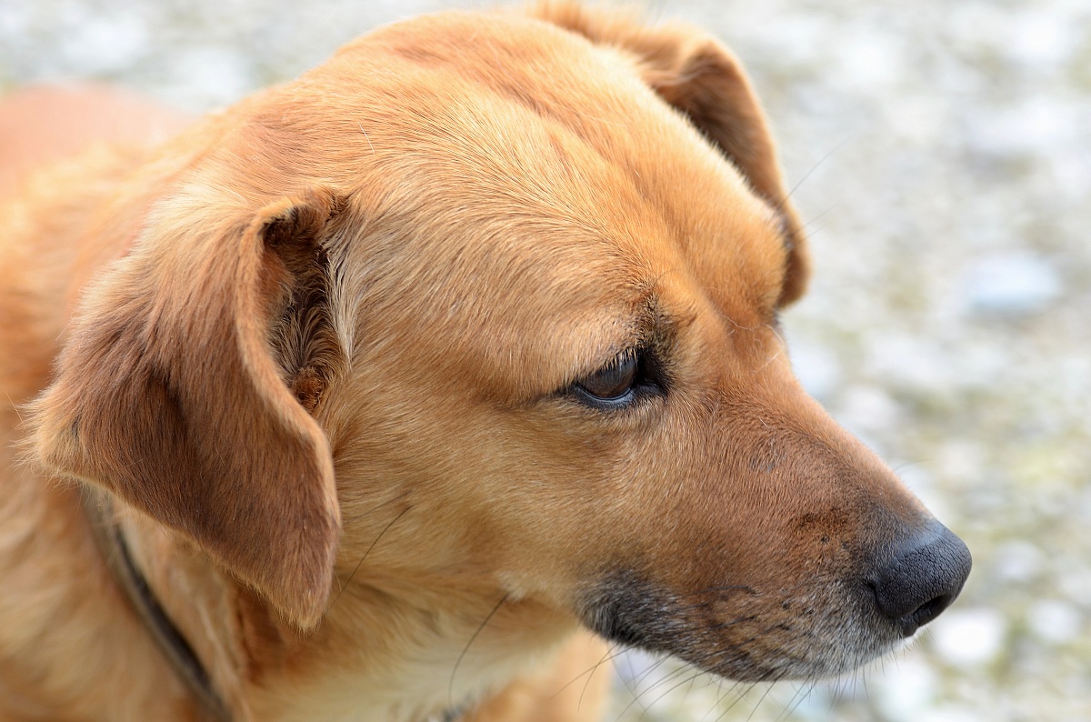 Milly in the foreground