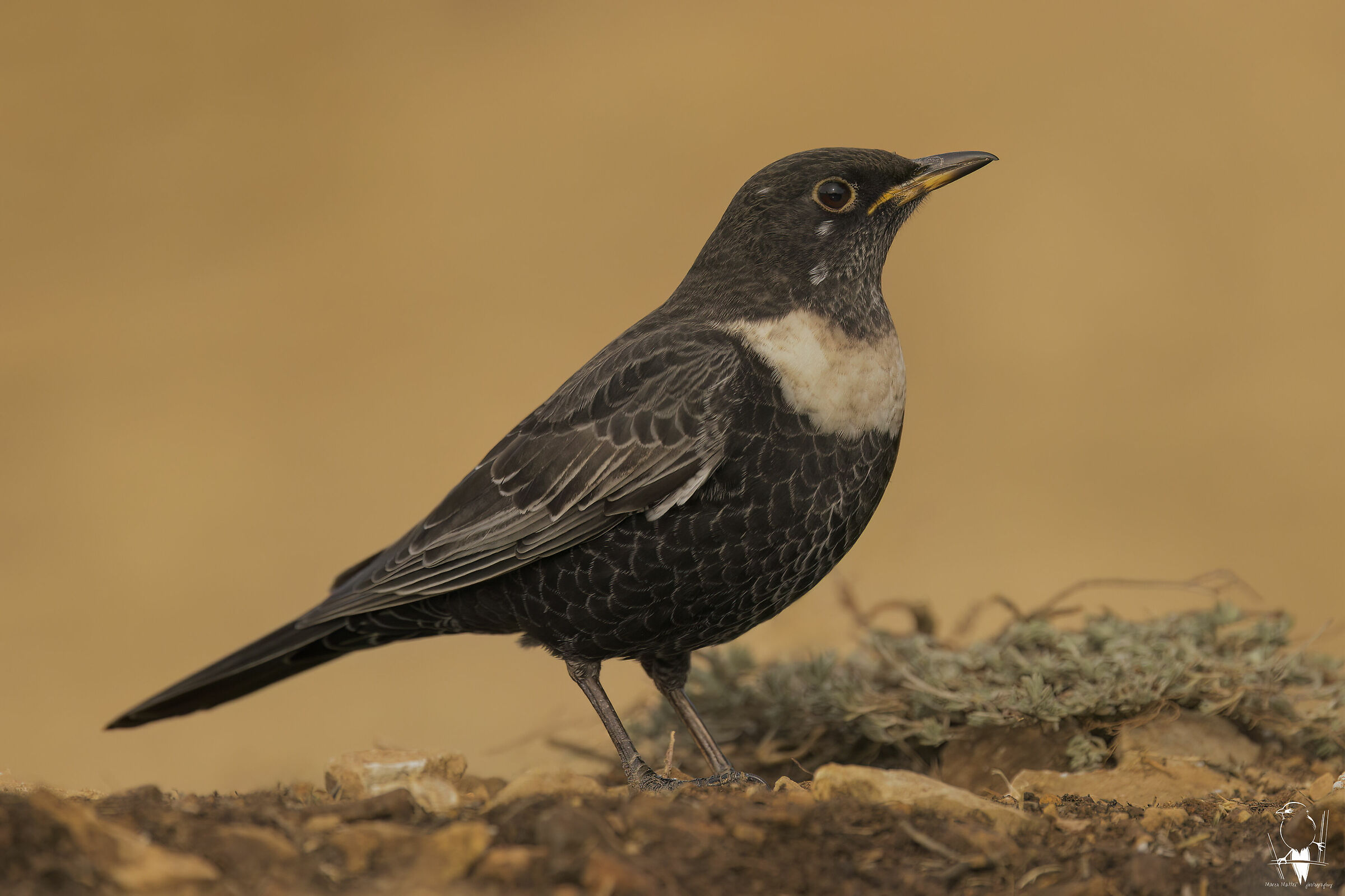 Merlo dal collare &male;