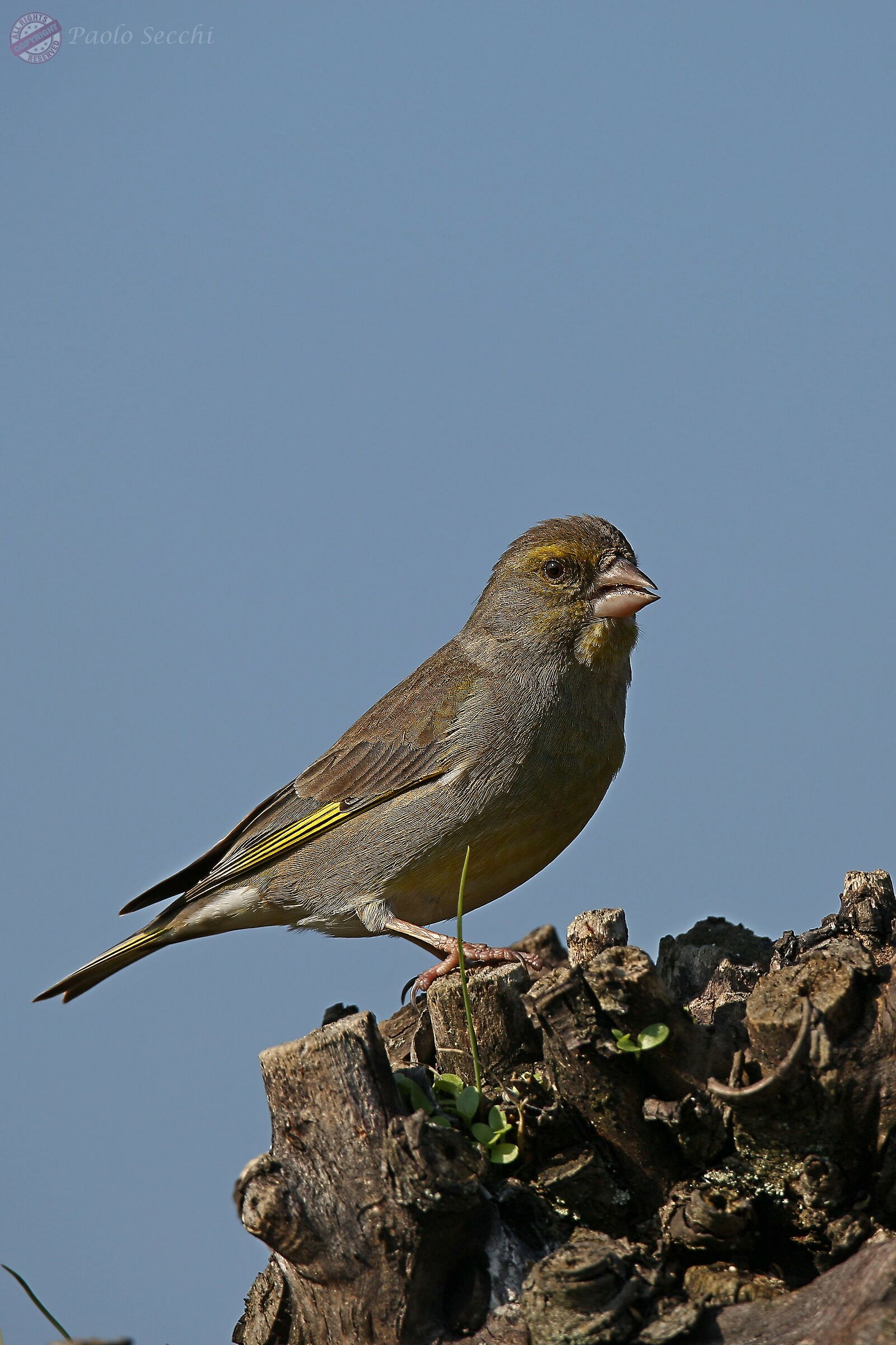 Chaffinch on a cut log