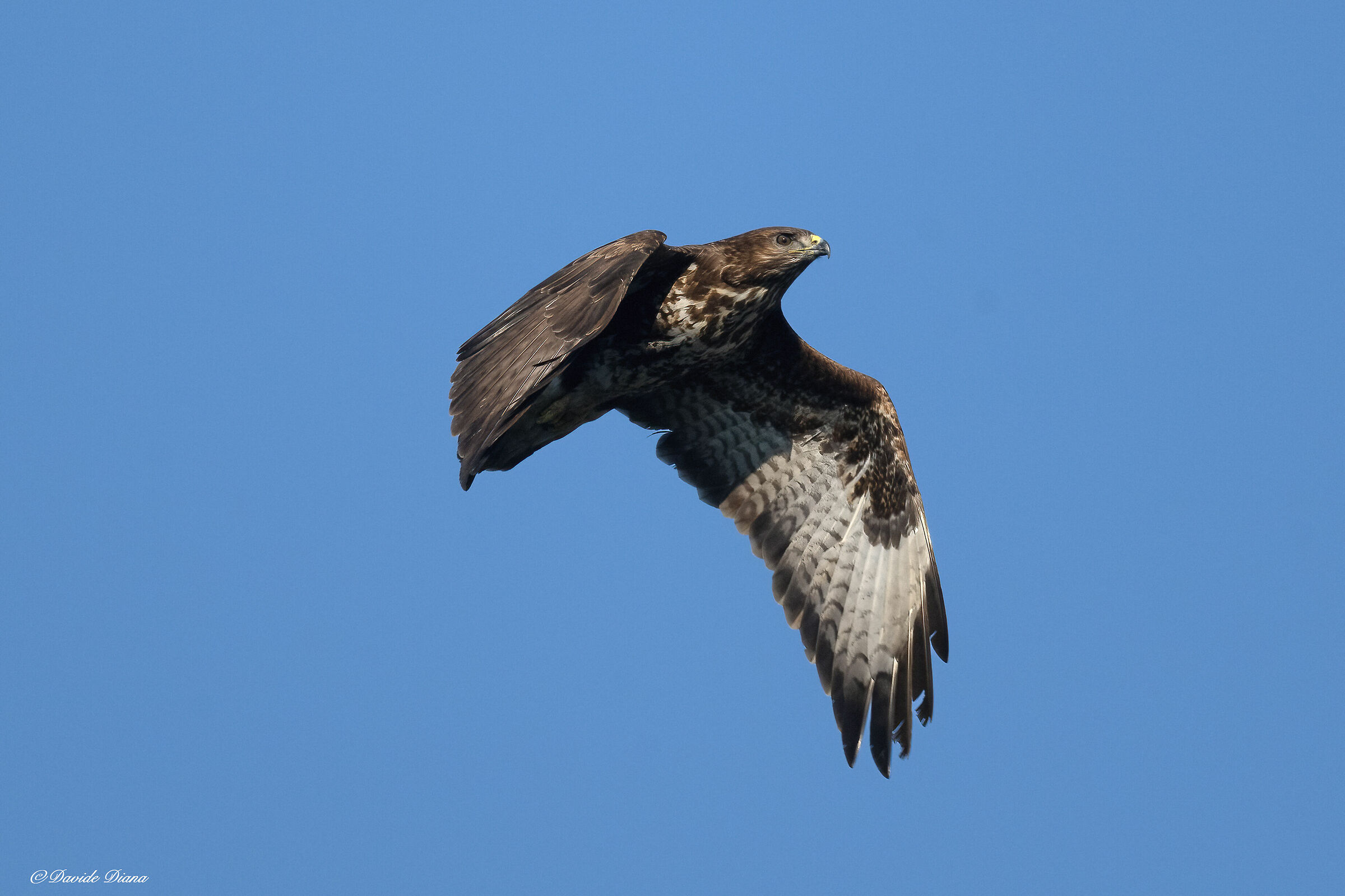 Buzzard