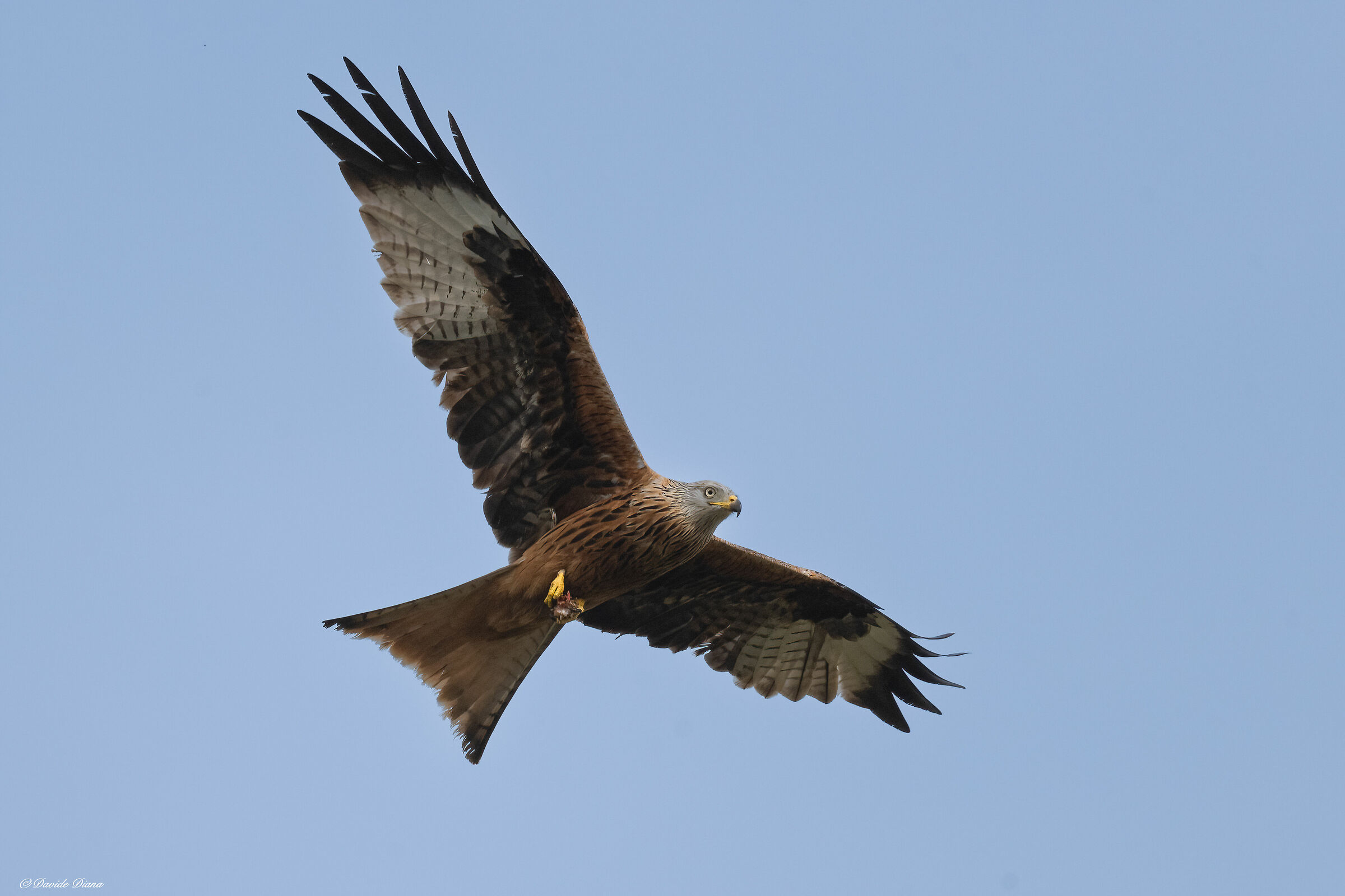 Red kite