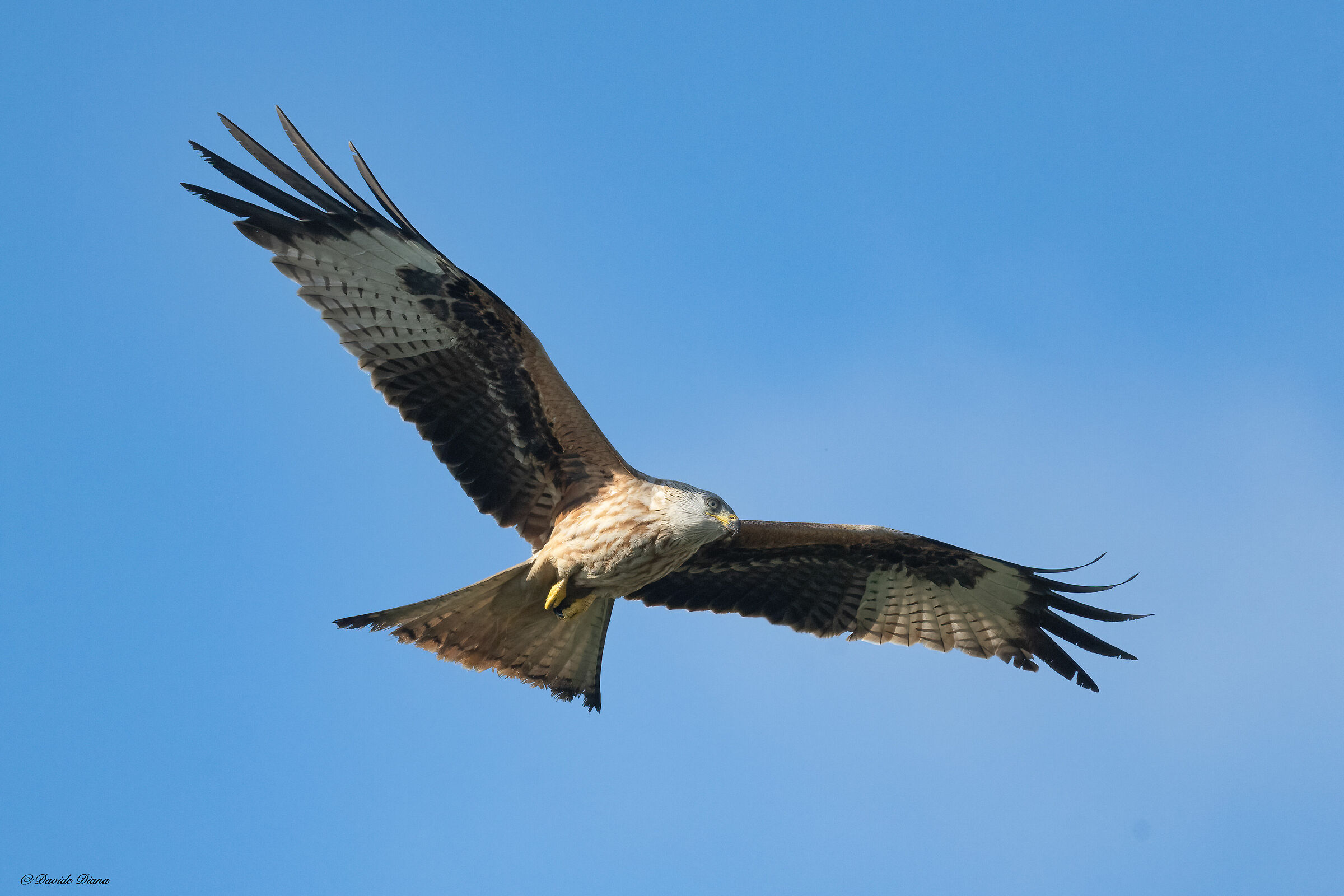 Red kite