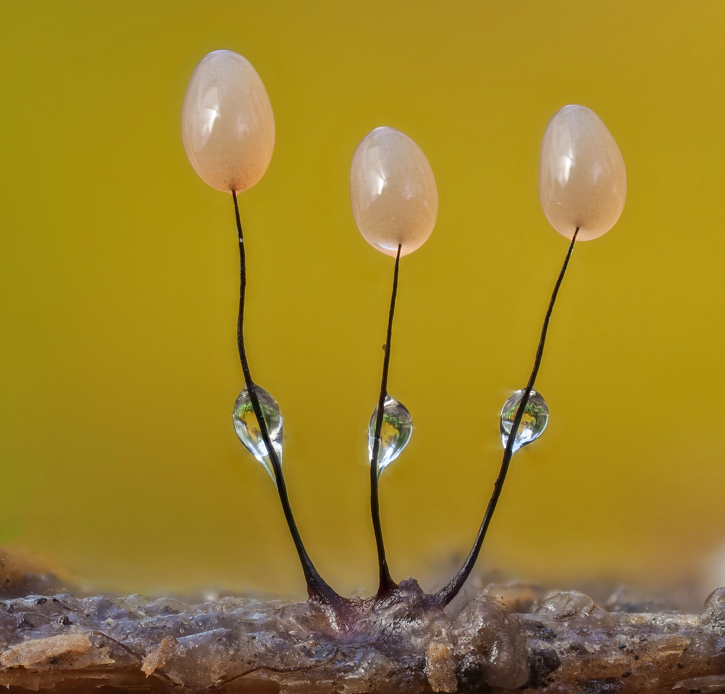 Comatricha sp. z o.o.