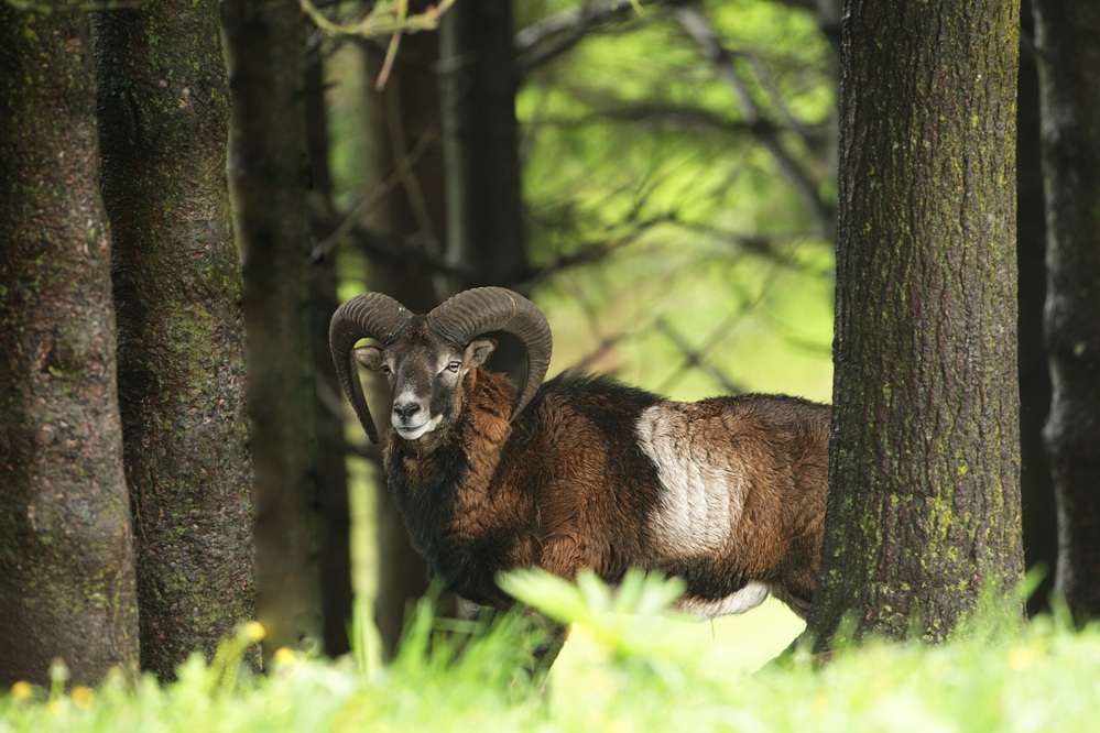 Mouflon