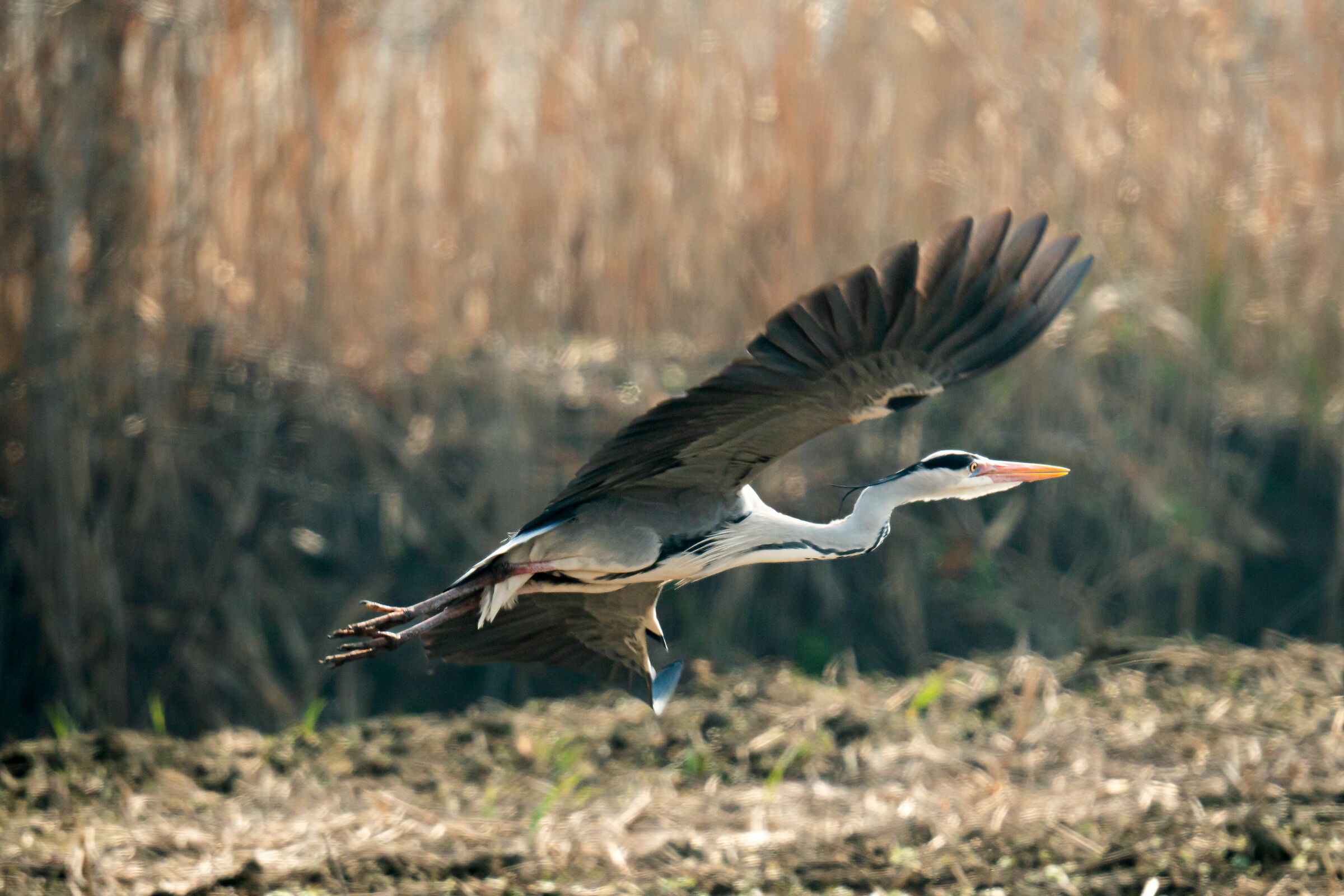 In the Lodi countryside