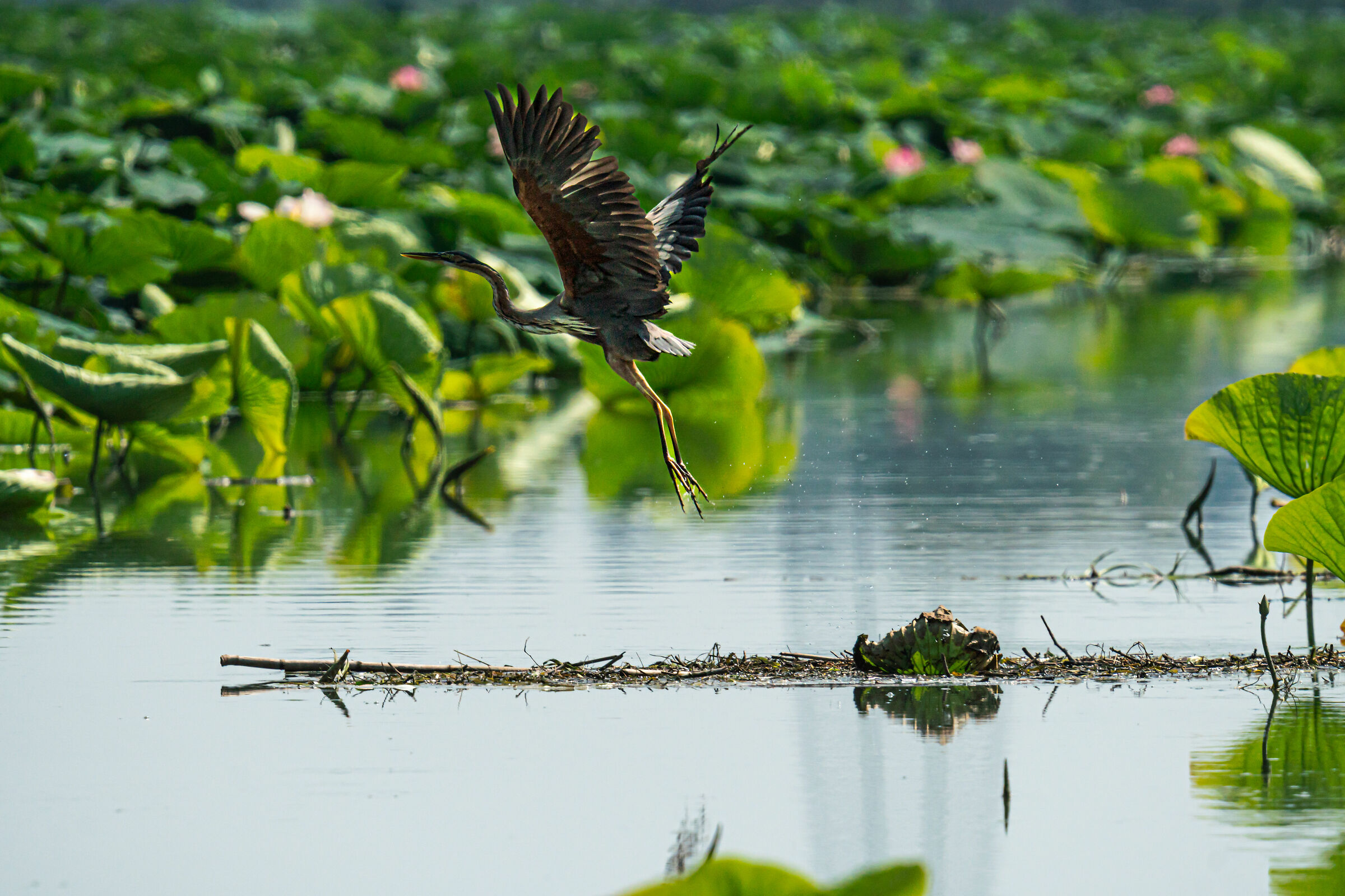 Purple heron on the Mincio