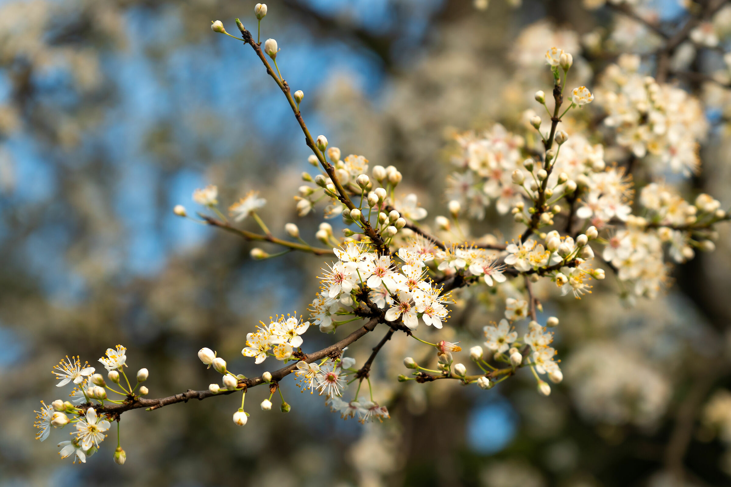 La primavera è fantastica